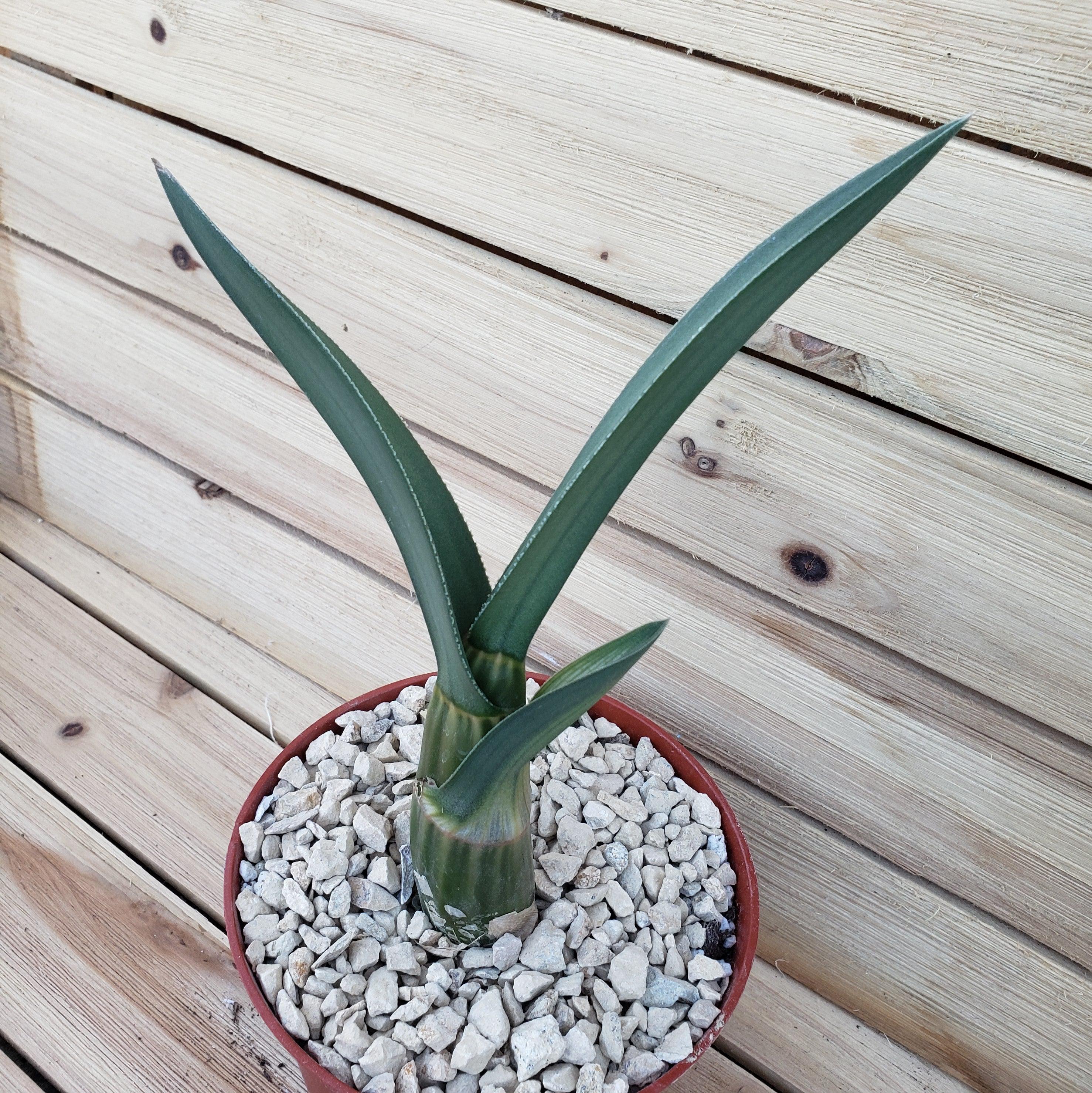 Eulophia petersii Desert Orchid Large