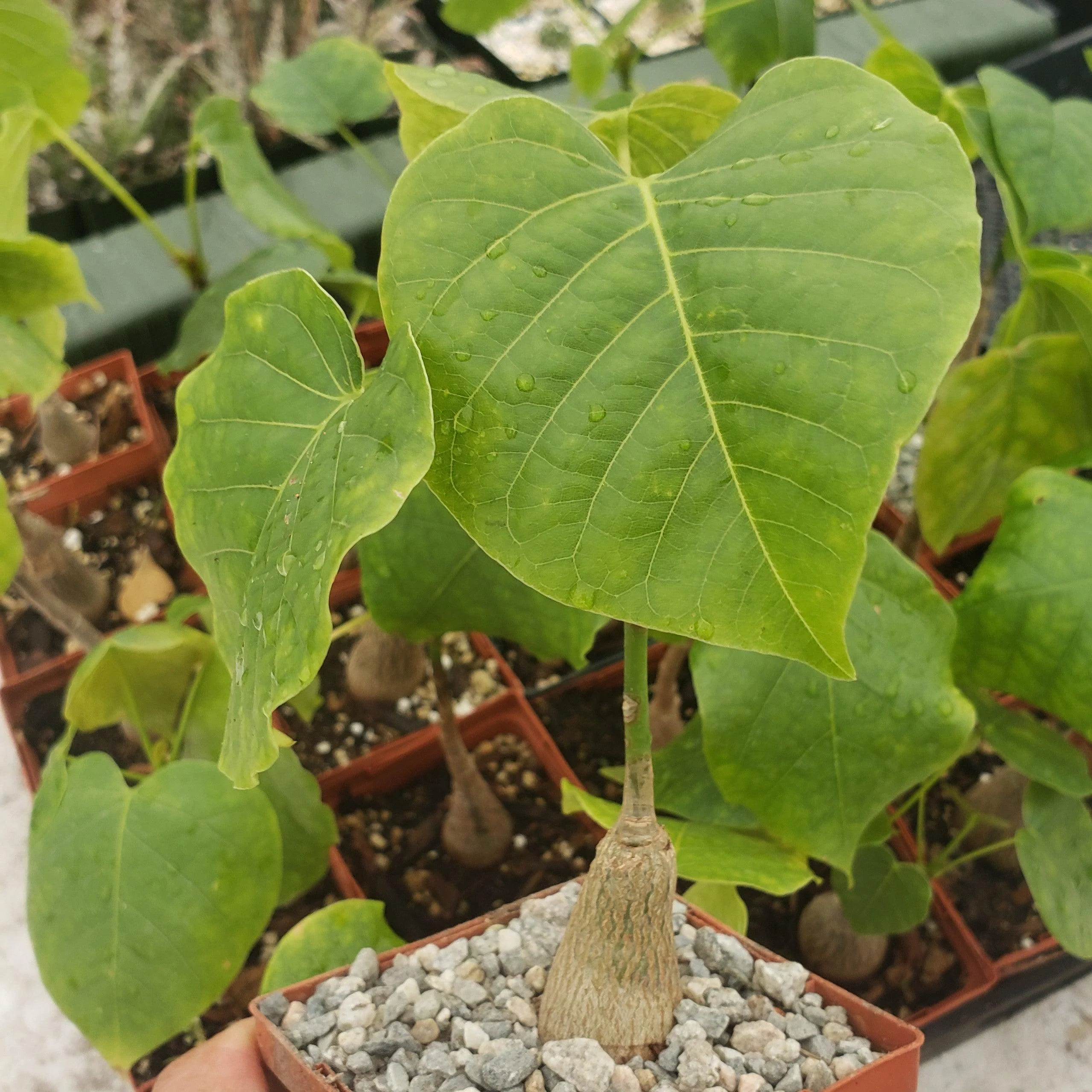 Shaving Brush Tree - Pseudobombax ellipticum