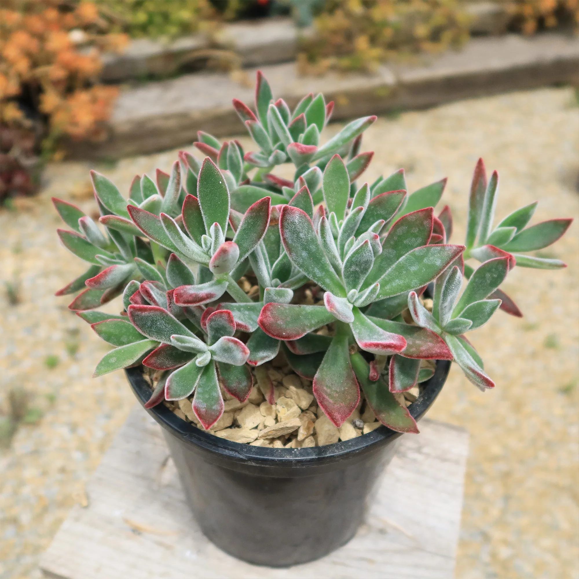 Ruby Slipper Succulent ��Echeveria harmsii��