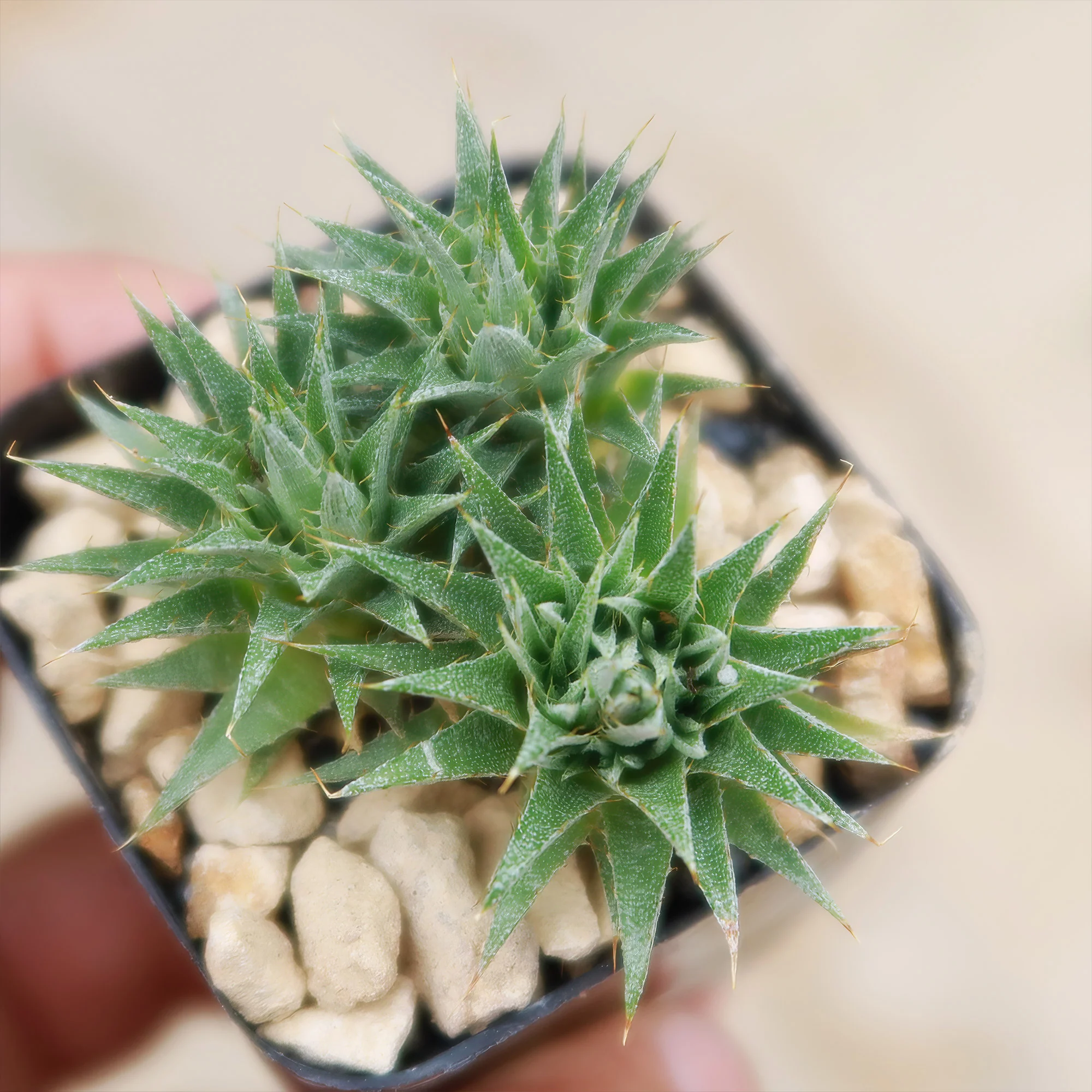 Abromeitiella chlorantha