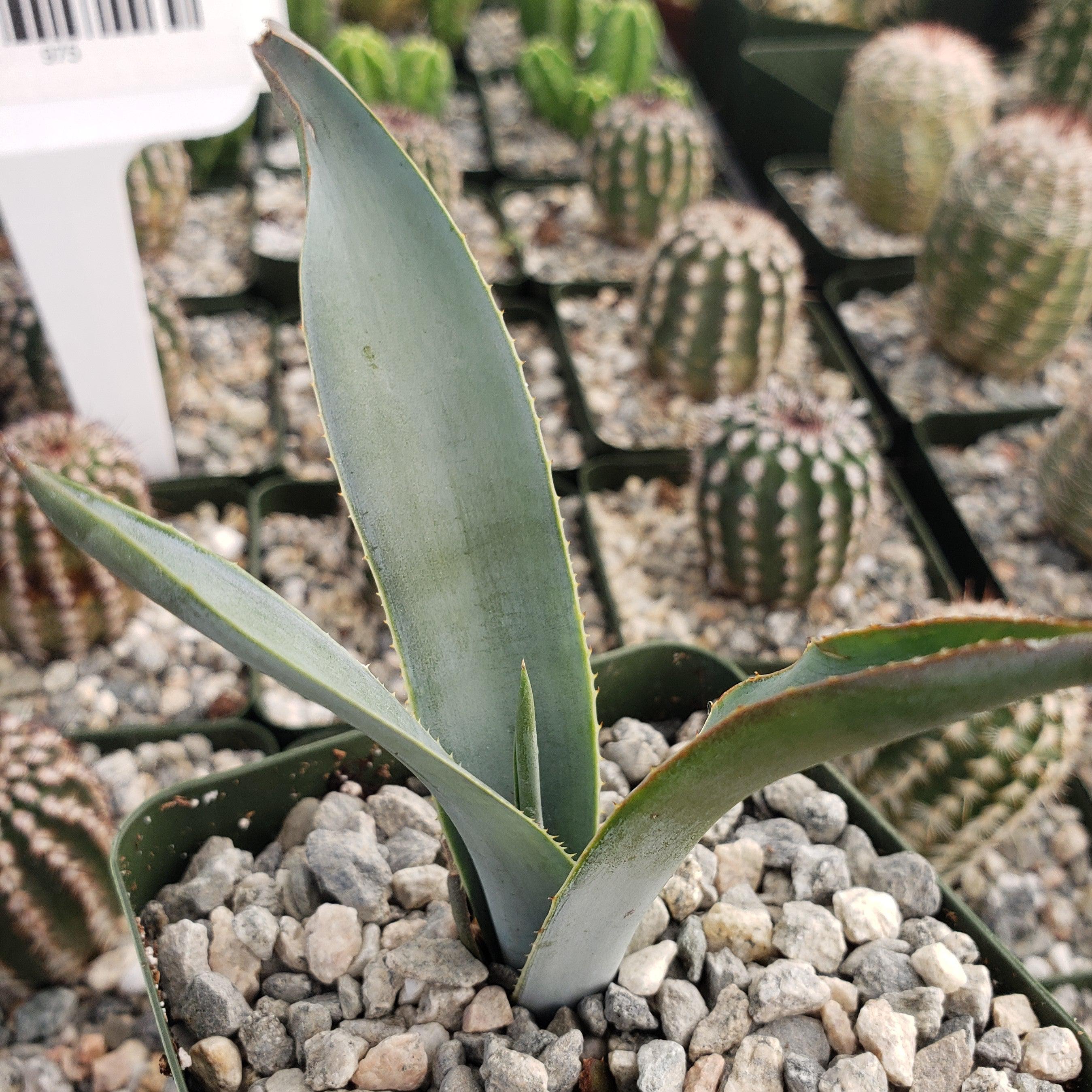 Blue agave - Agave Tequilana 'Tequila Plant'