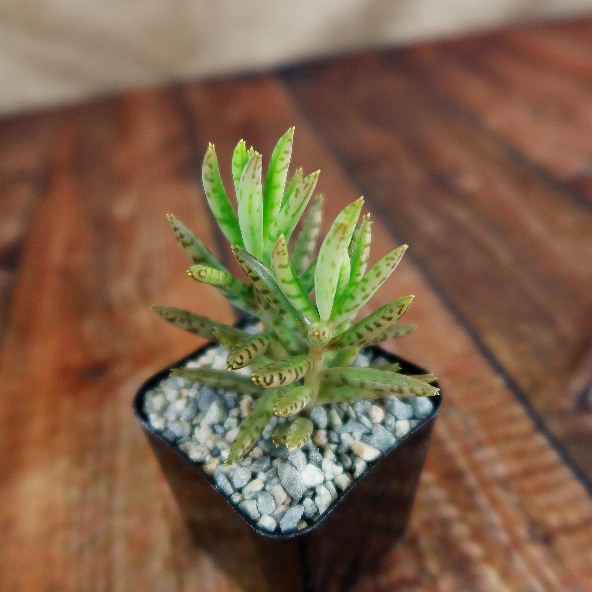 Mother of Millions 'Kalanchoe delagoensis'