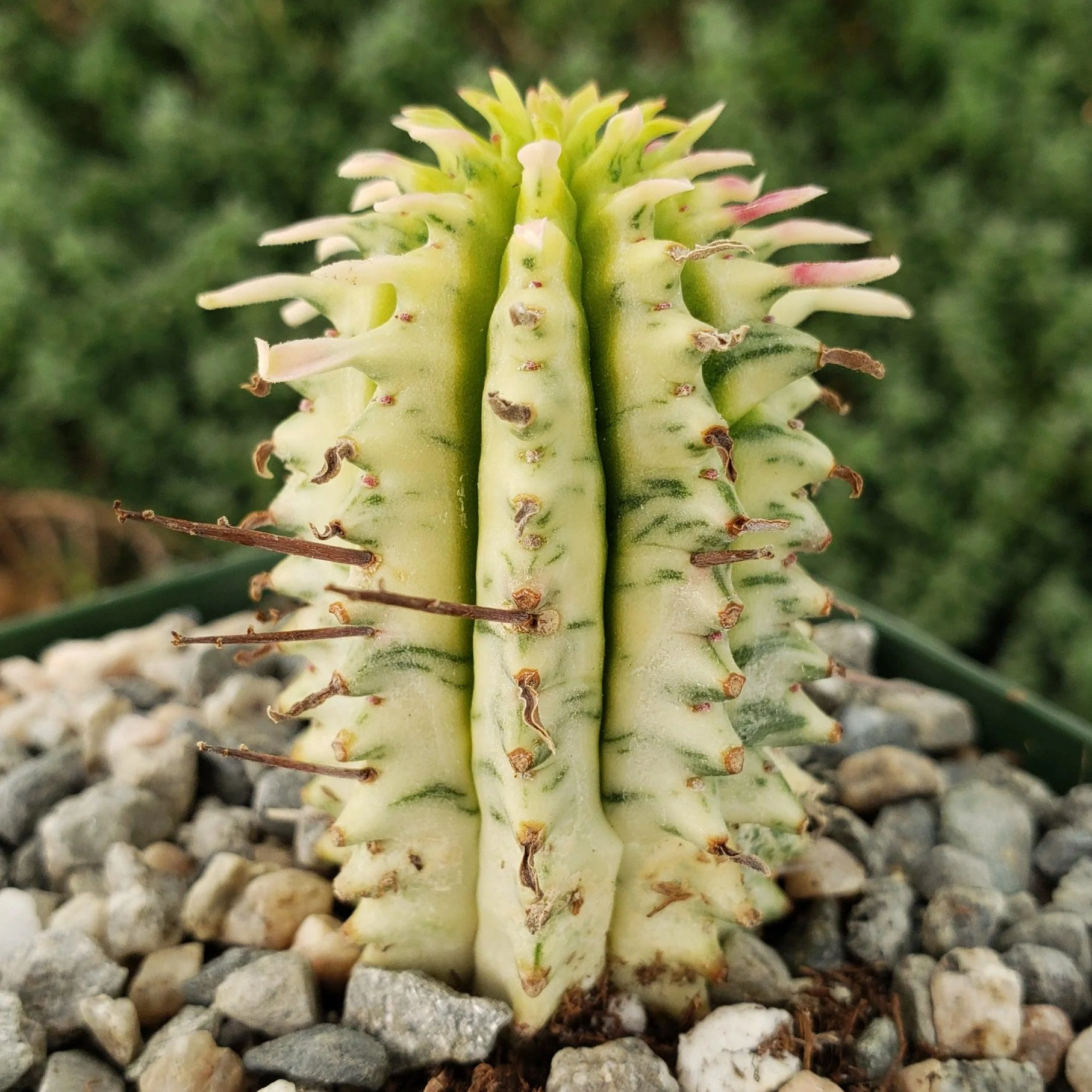 Euphorbia mammillaris variegata yellow 'Corn on the Cob'