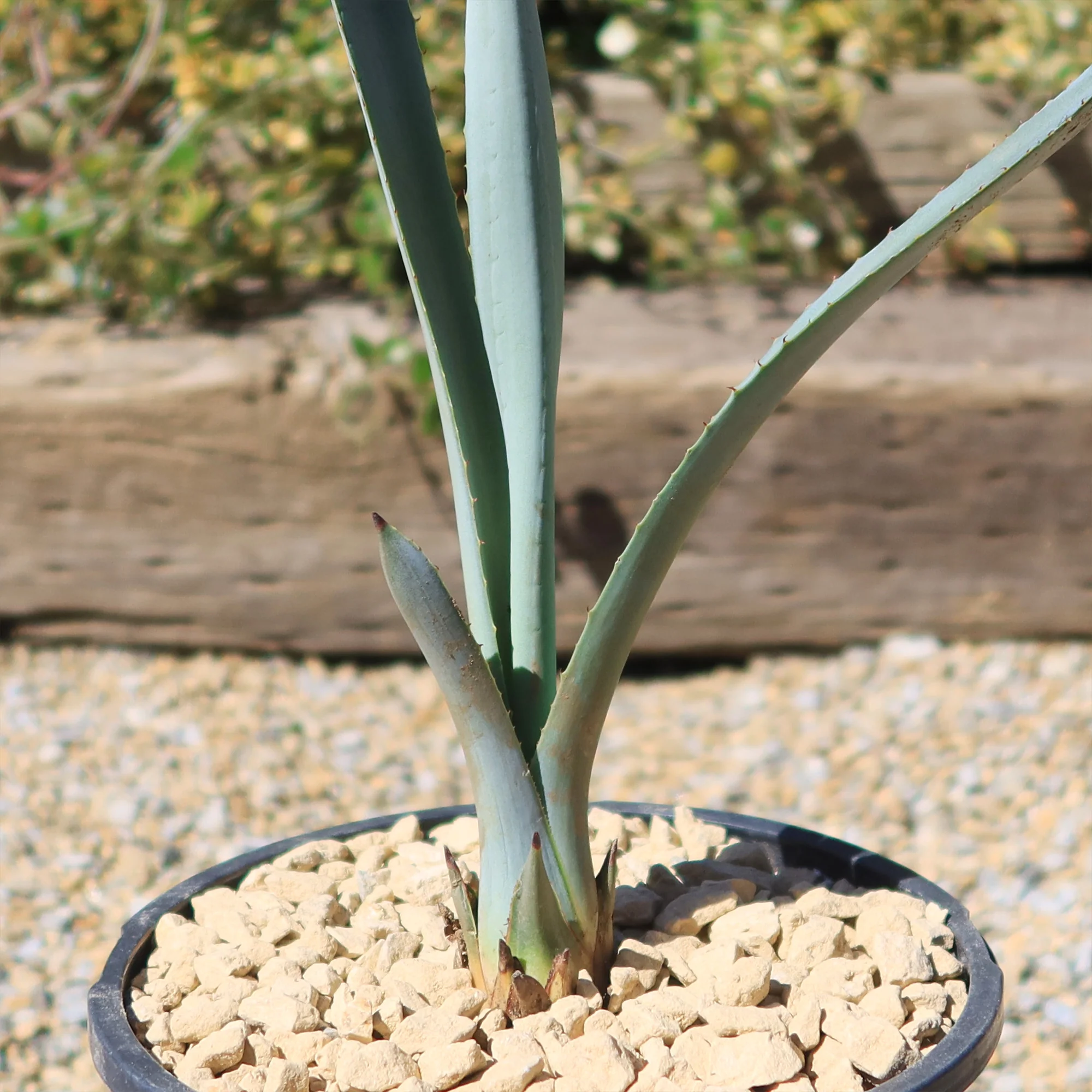 Blue agave - Agave Tequilana 'Tequila Plant'