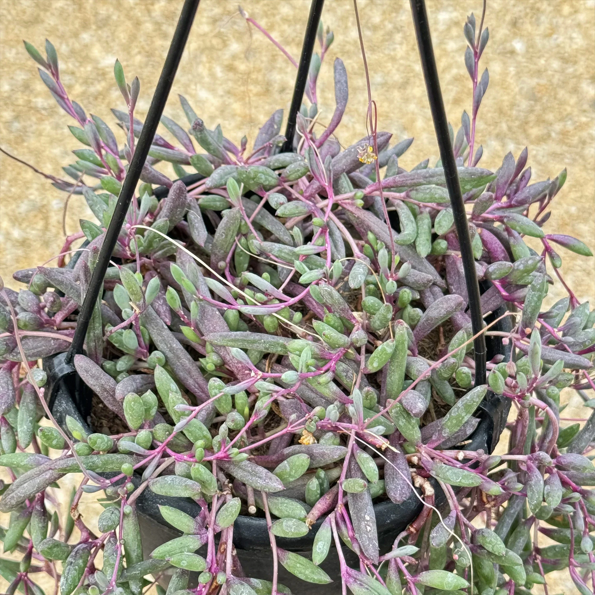 Ruby Necklace Plant 'Othonna capensis'