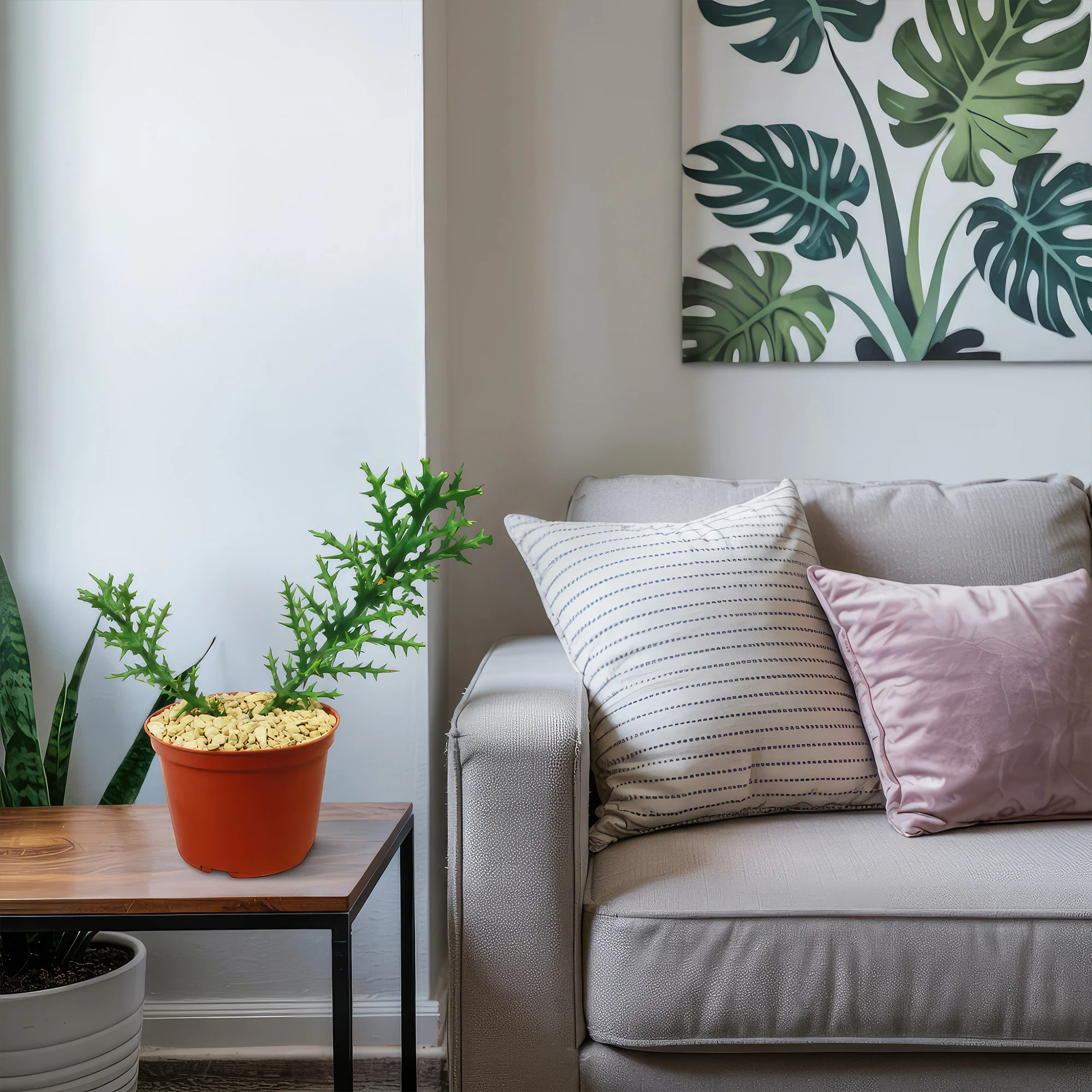 Euphorbia stenoclada