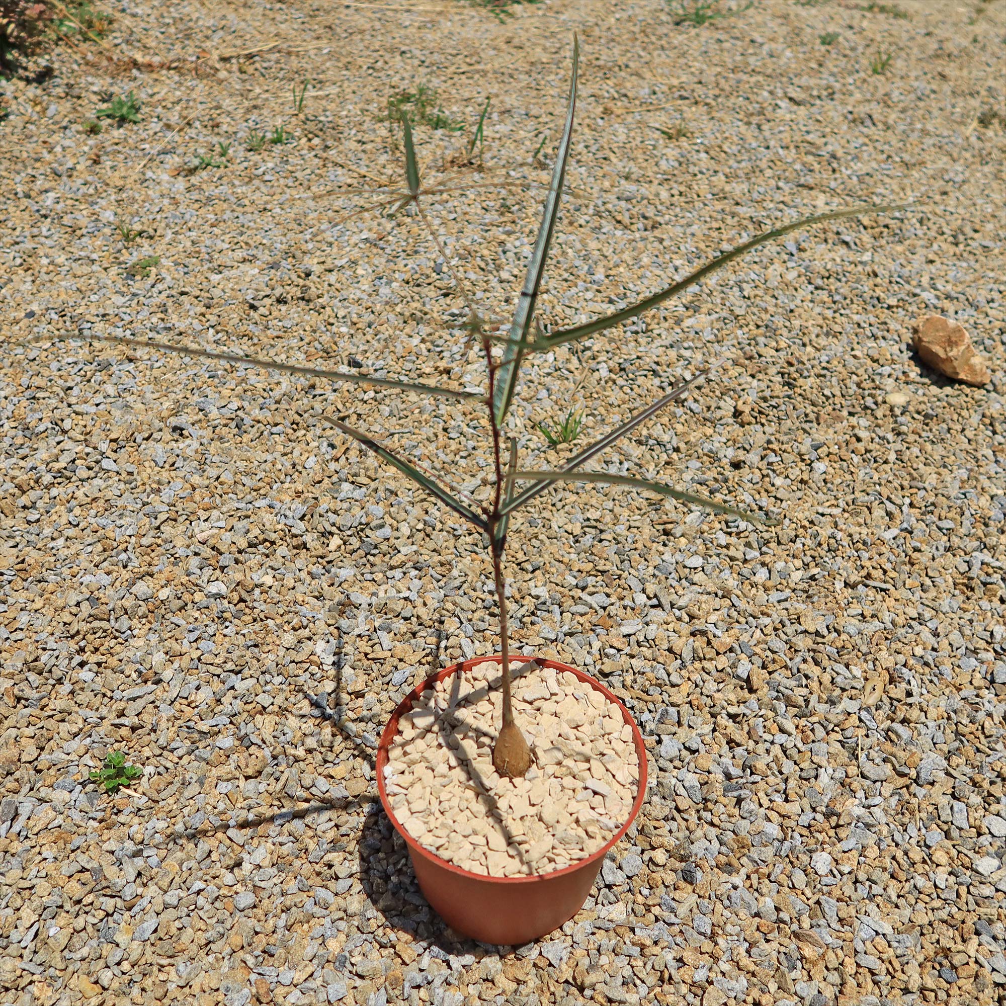 Queensland Bottle Tree 'Brachychiton rupestris'