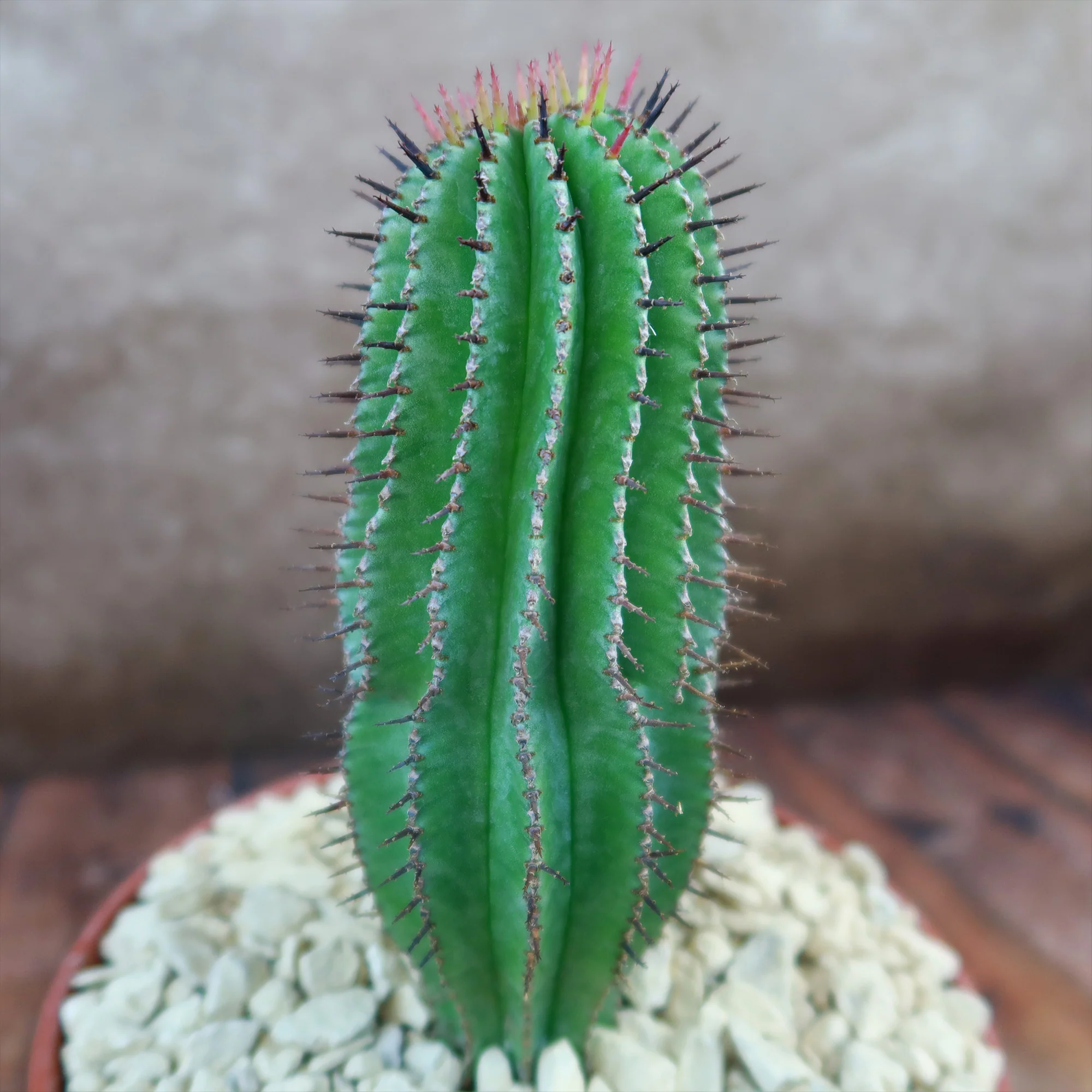 Milk Barrel Cactus ��Euphorbia cereiformis��
