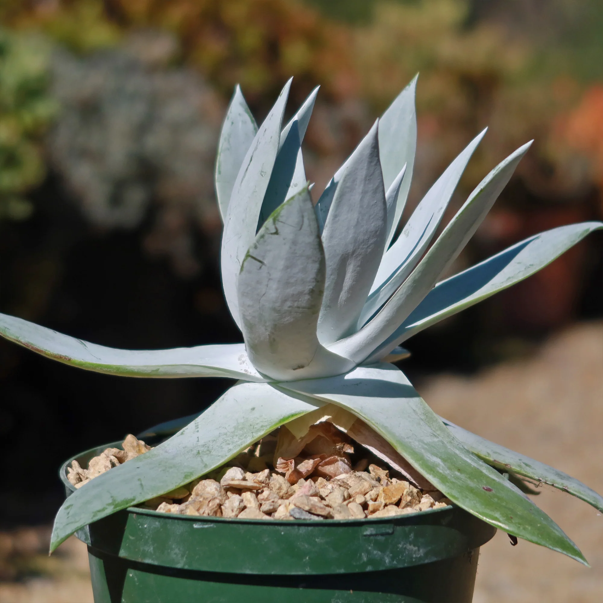 Giant Chalk Dudleya ��Dudleya brittonii��