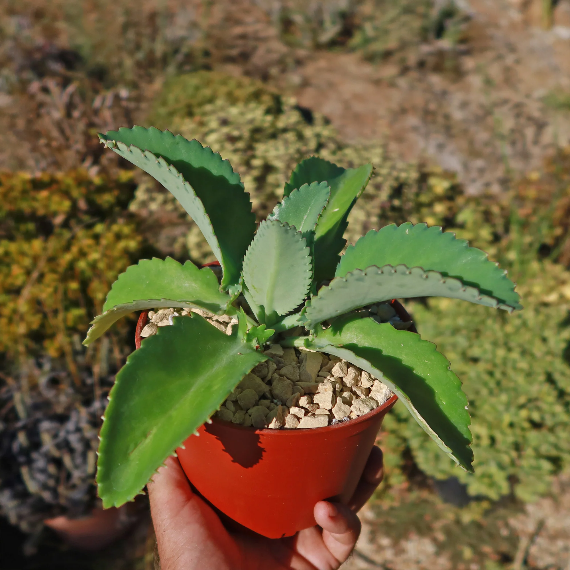 Mother of Thousands Plant 'Kalanchoe laetivirens'