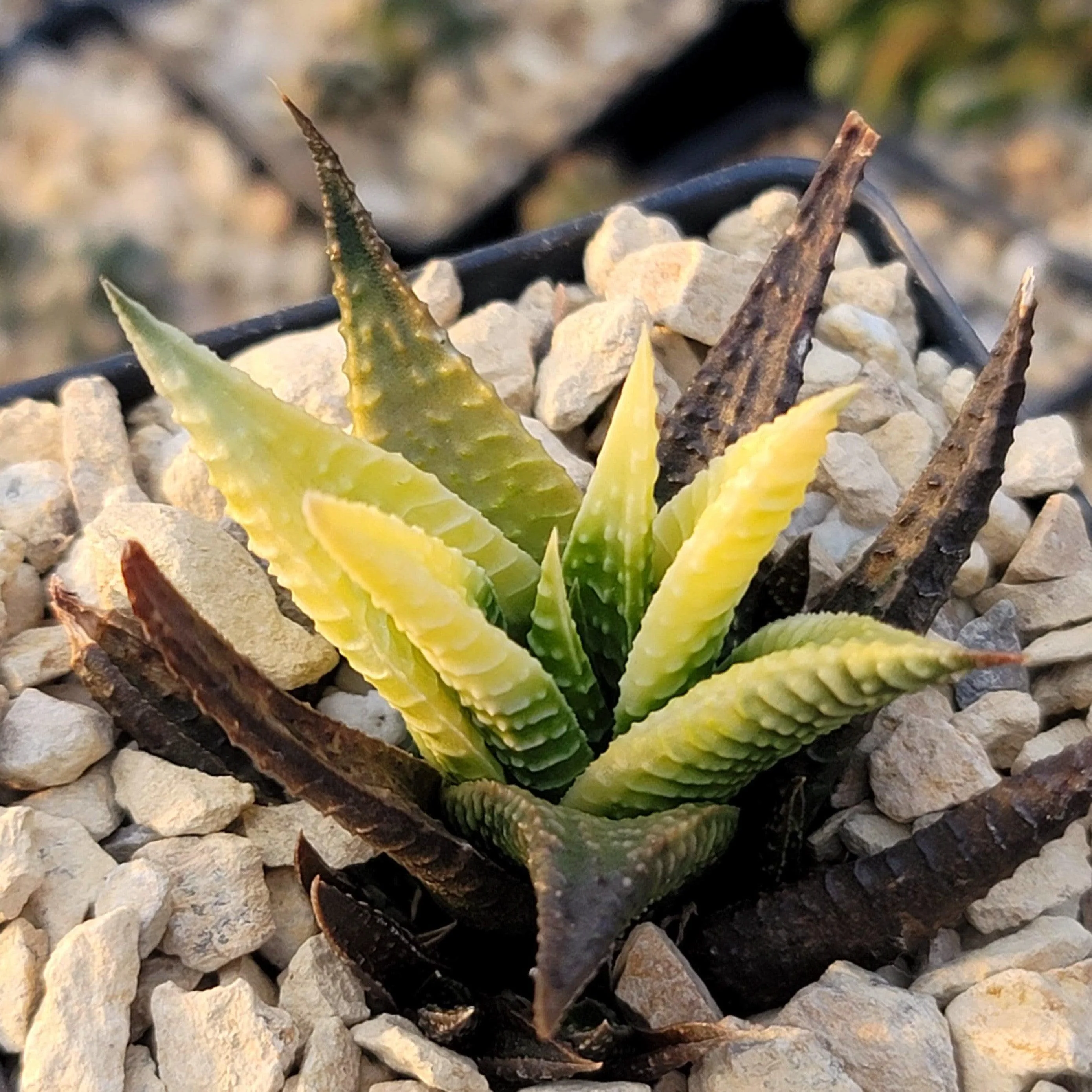 Haworthia limifolia variegata