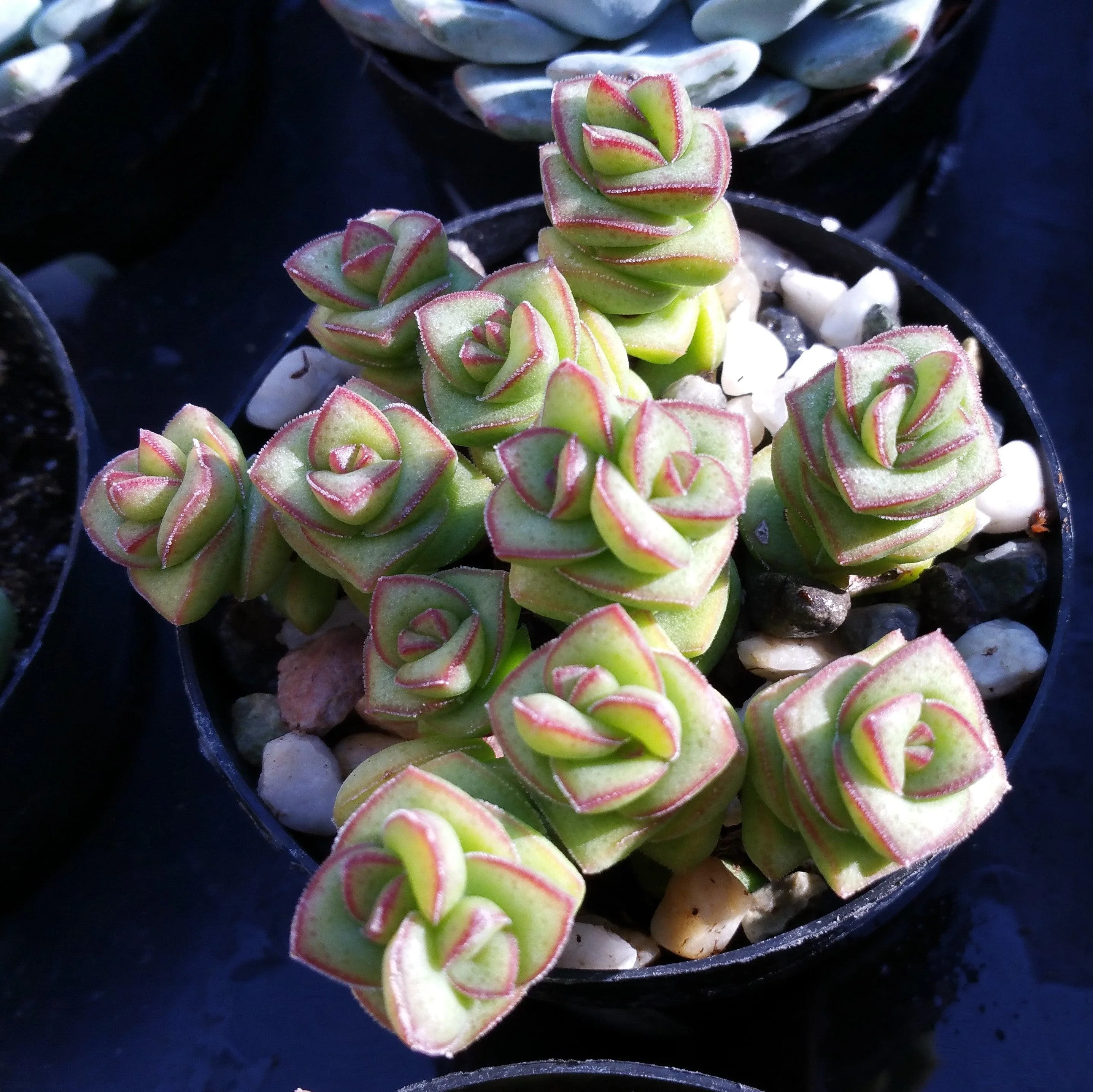 String of Buttons 'Crassula Perforata'