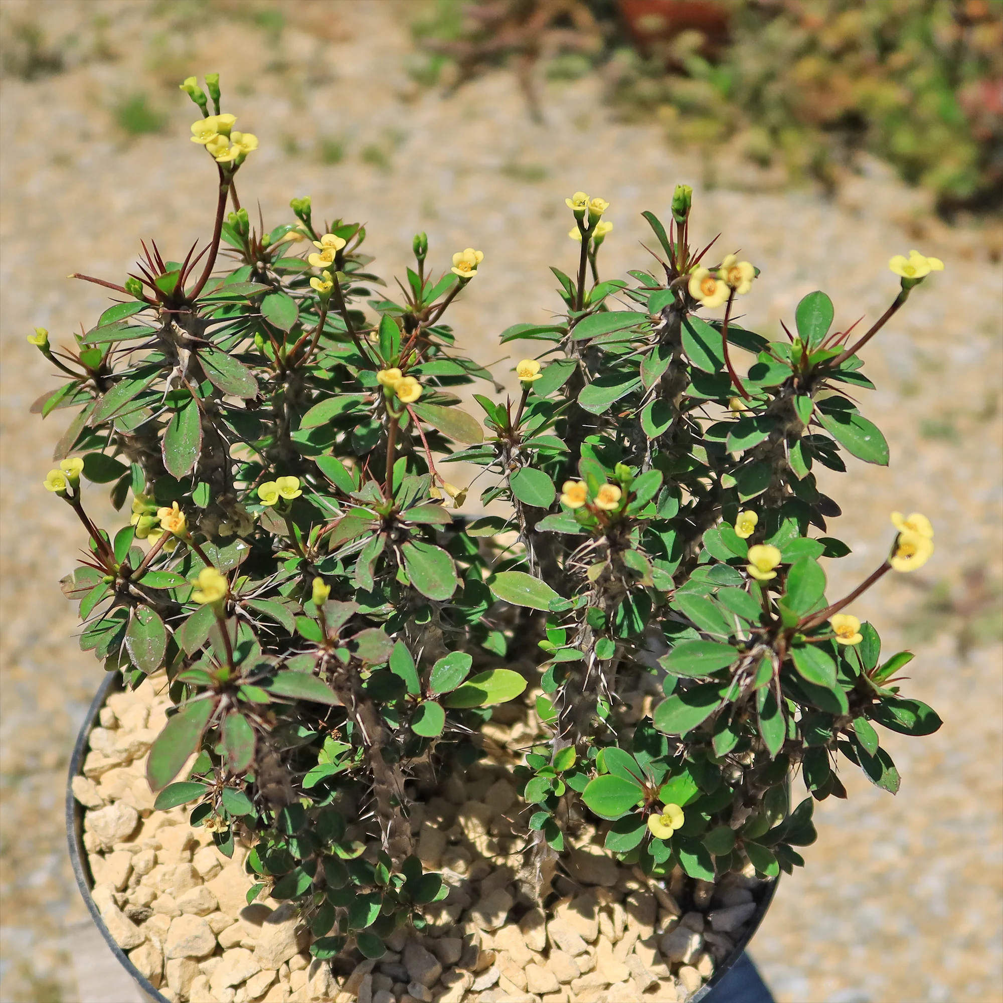 Euphorbia milii Yellow �C Crown of Thorns