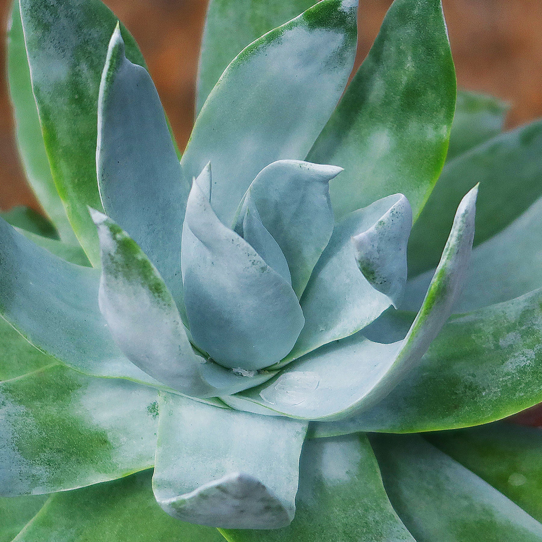 Giant Chalk Dudleya ��Dudleya brittonii��
