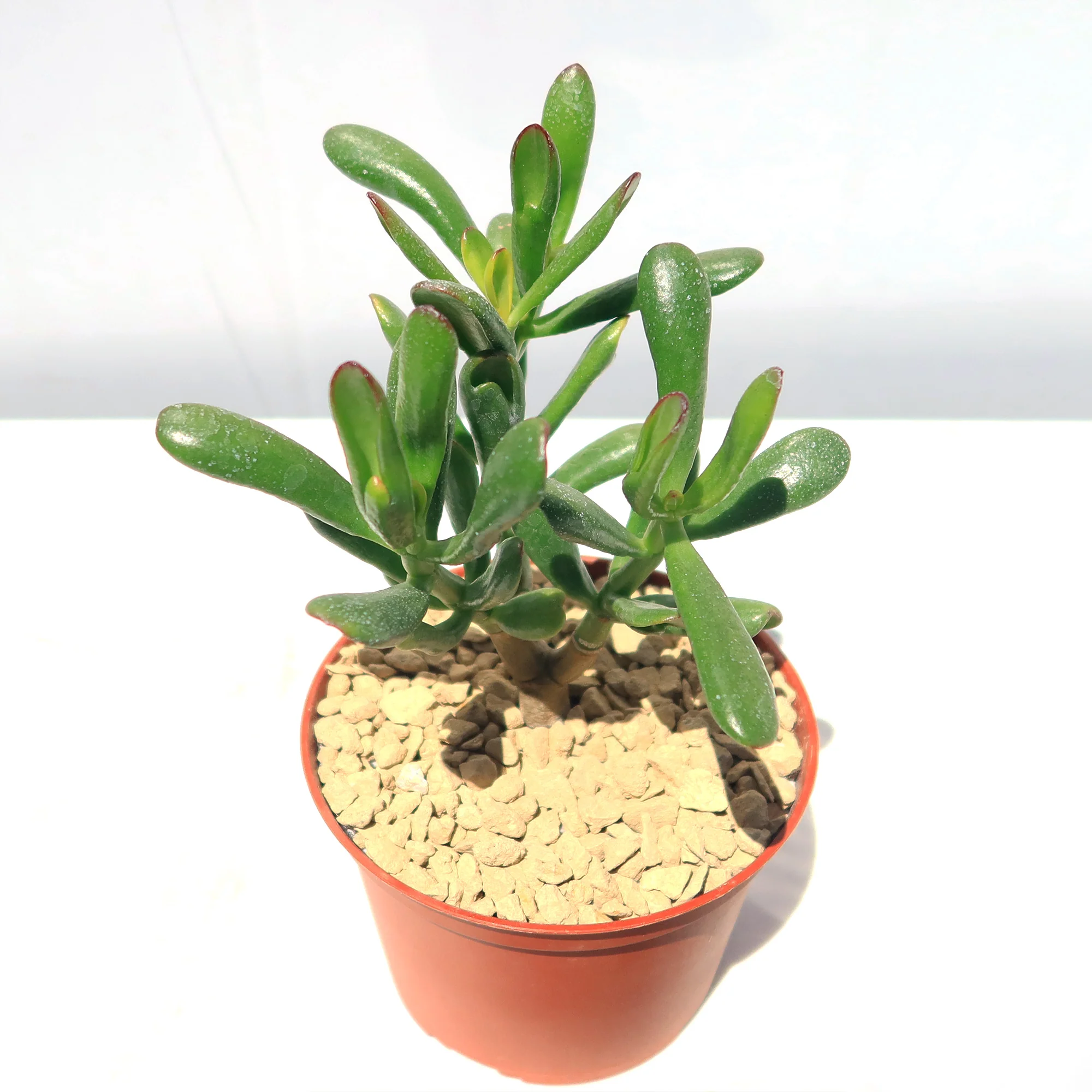 Jade Bonsai Tree -  Crassula ovata 'Hobbit'