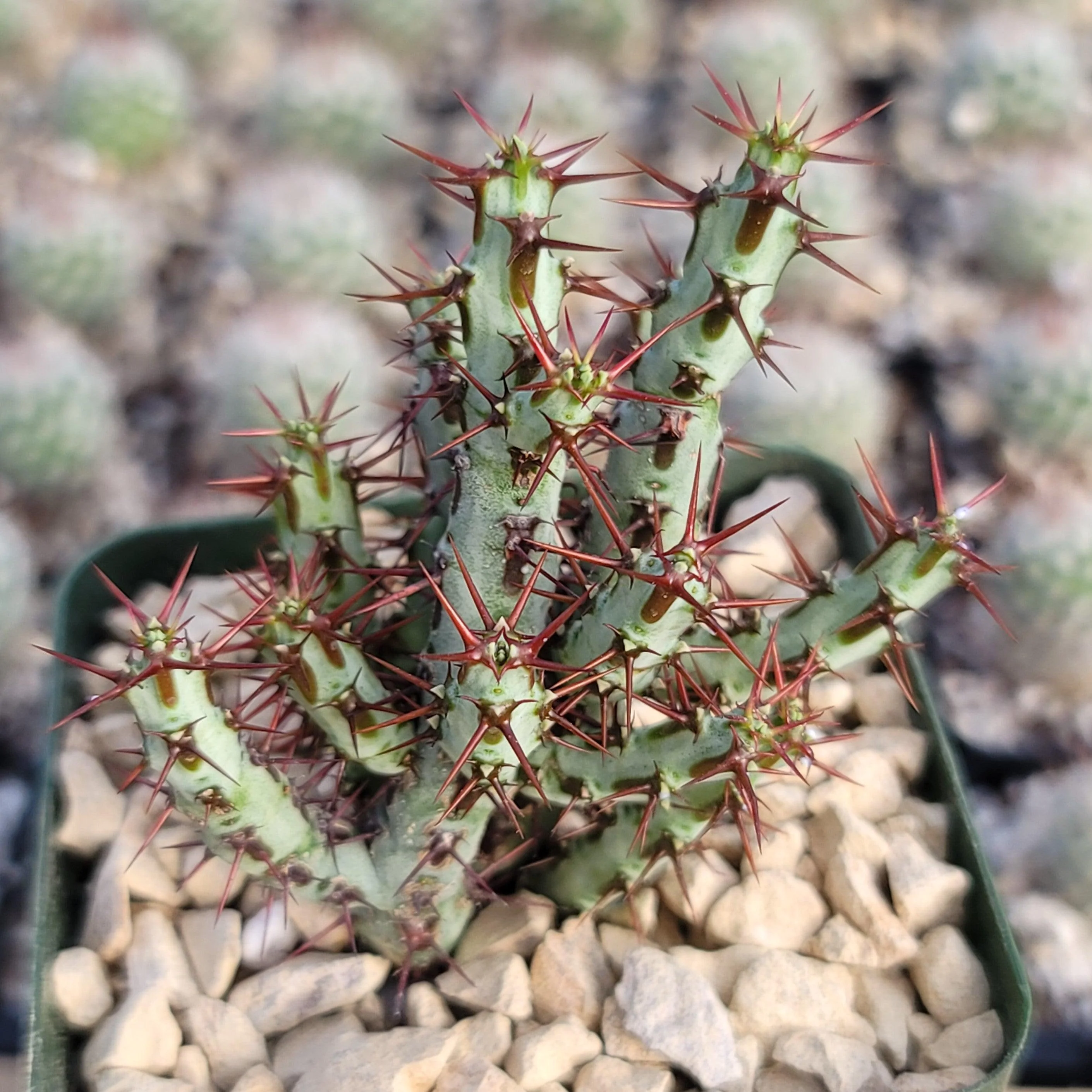 Euphorbia Aeruginosa