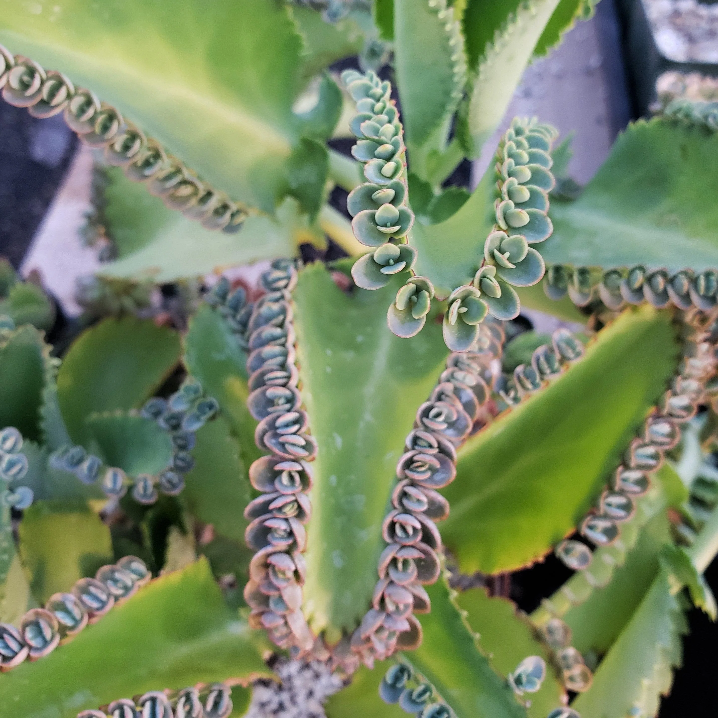 Mother of Thousands Plant 'Kalanchoe laetivirens'