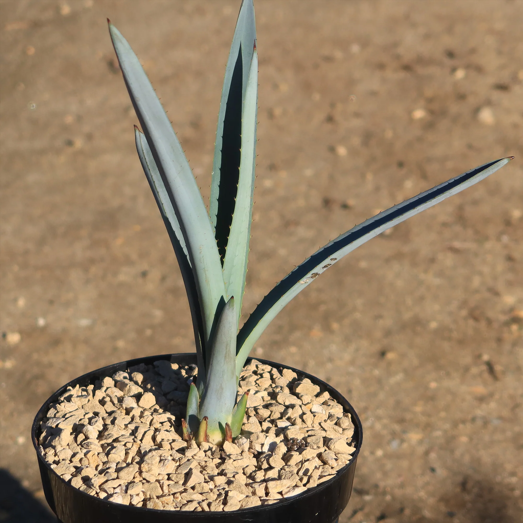 Blue agave - Agave Tequilana 'Tequila Plant'