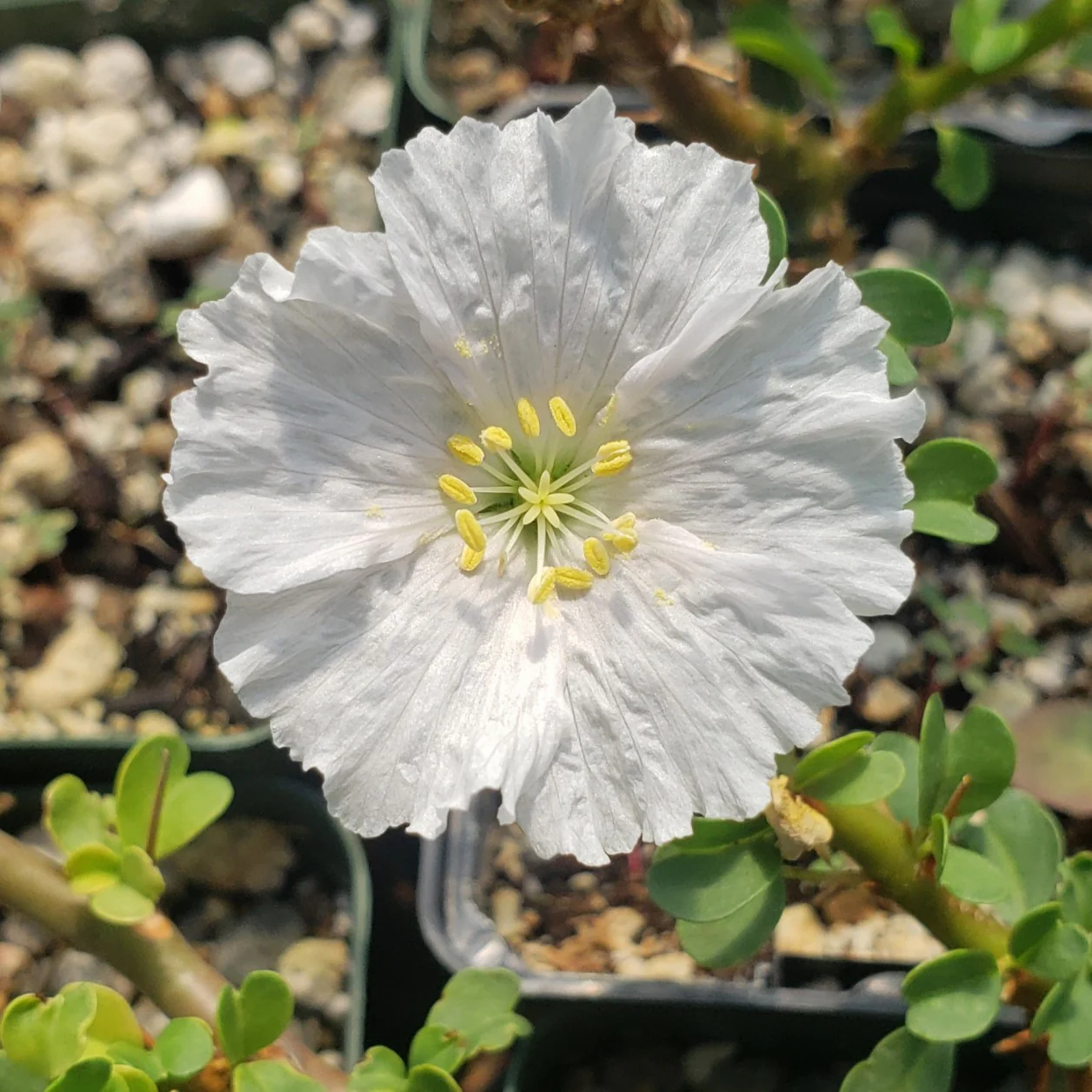 Sarcocaulon vanderietiae