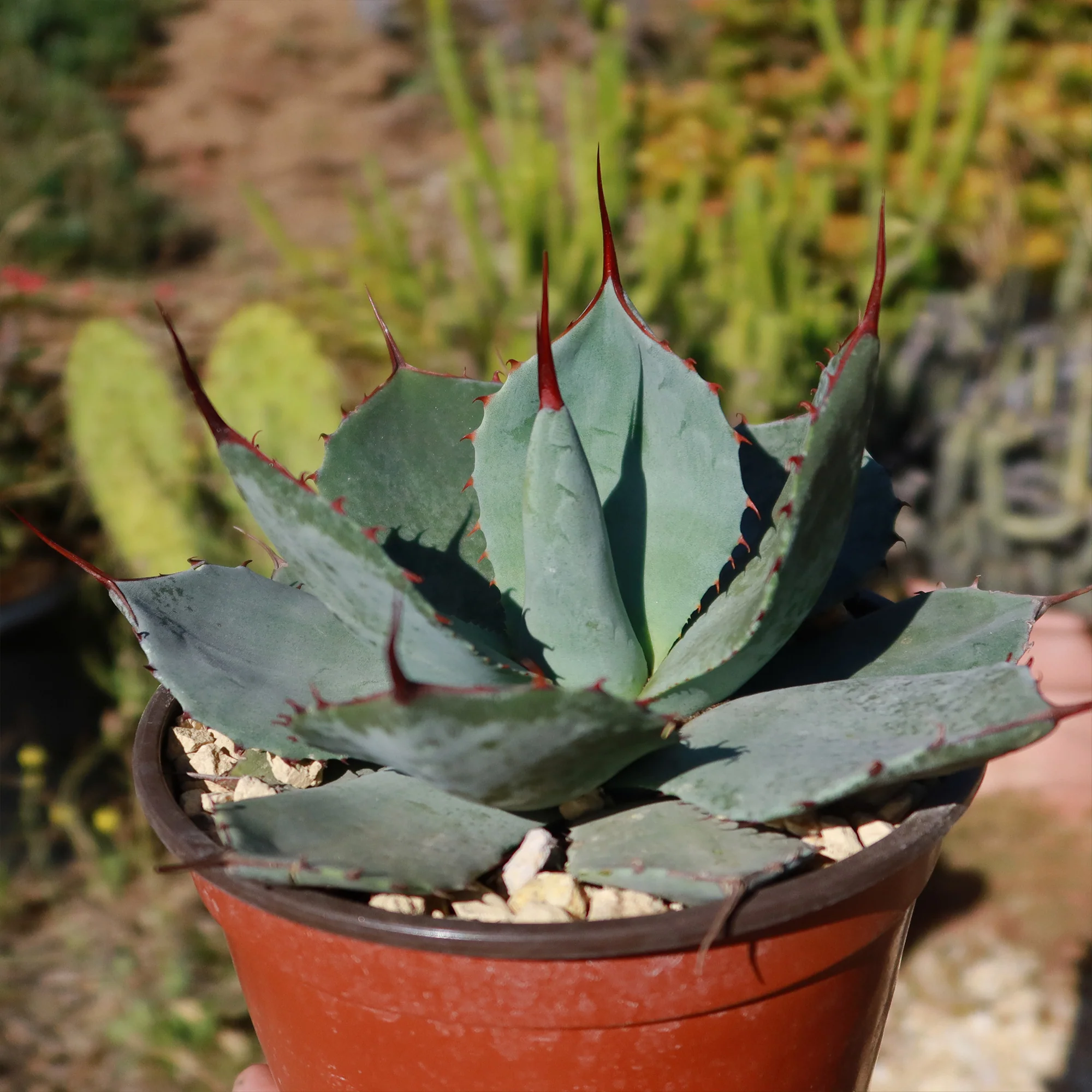 Agave truncata