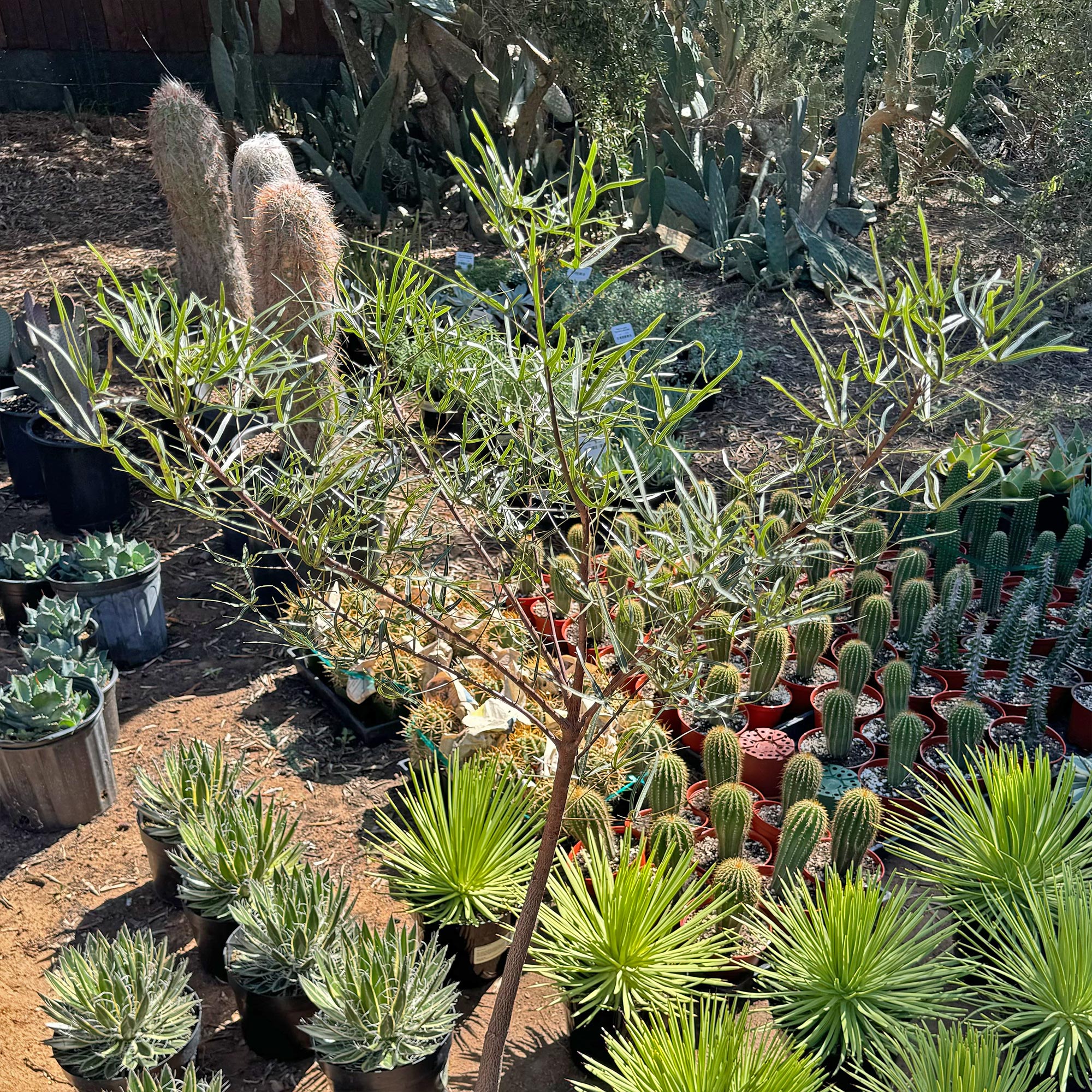 Queensland Bottle Tree 'Brachychiton rupestris'