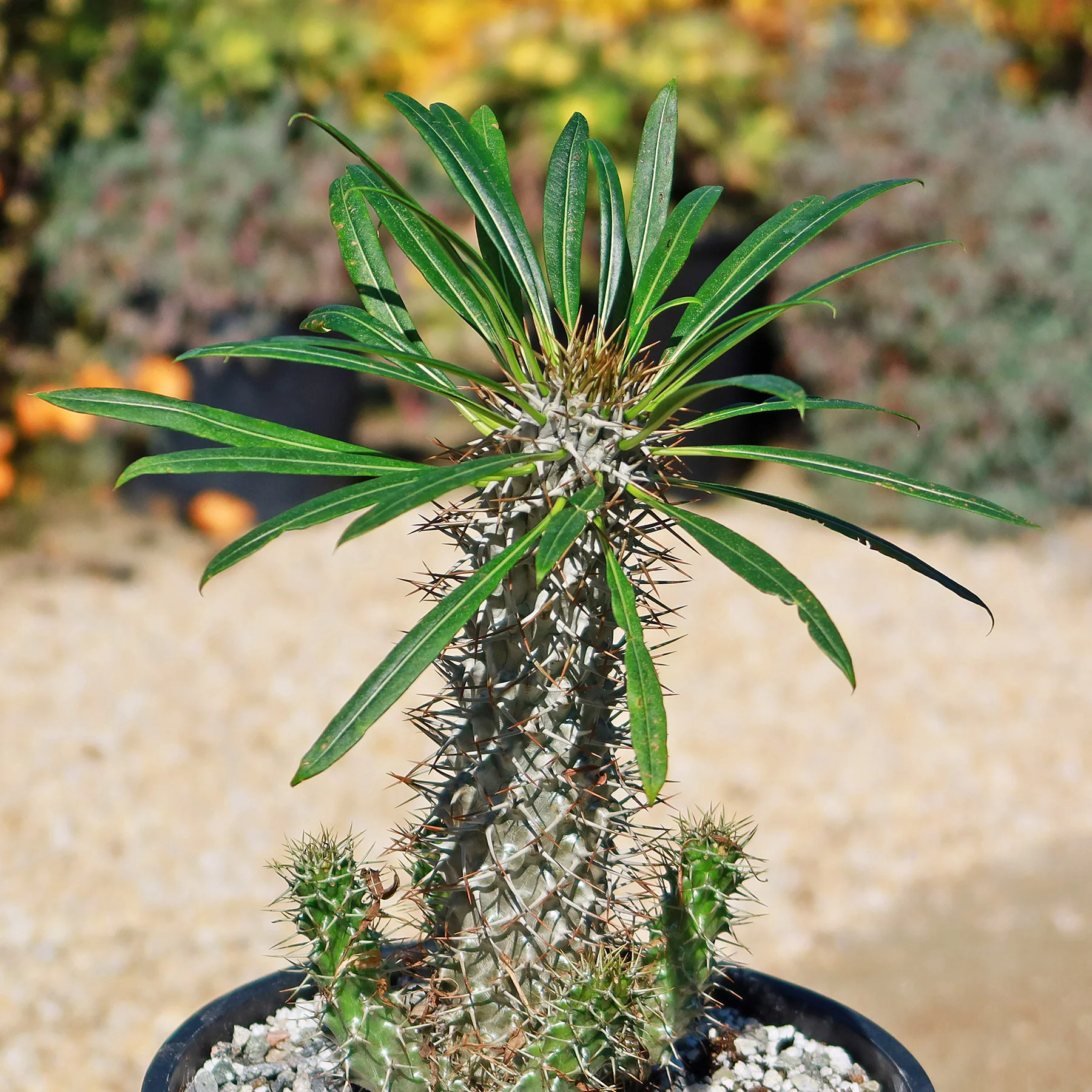 Madagascar Palm Plant - Pachypodium lamerei