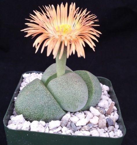 Split Rock Succulent 'Pleiospilos nelii' mesembs