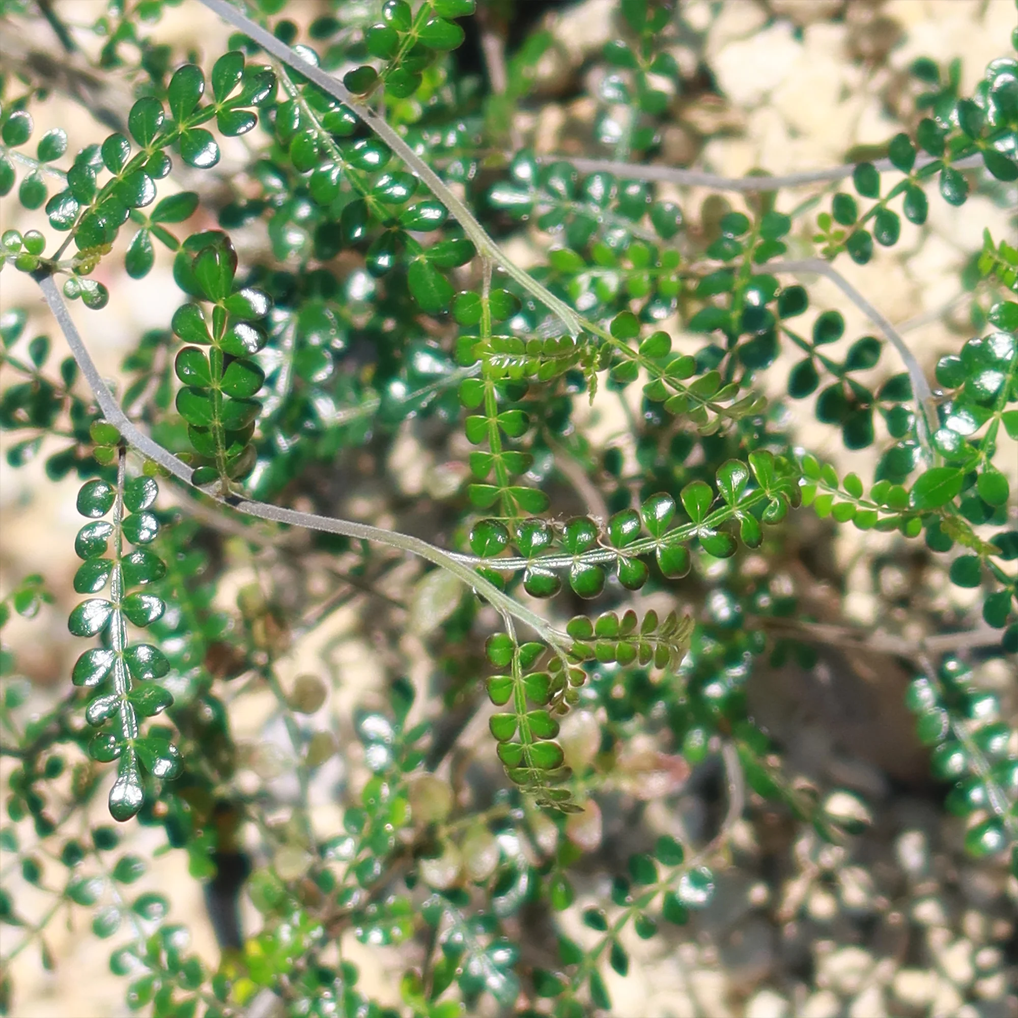 Operculicarya pachypus