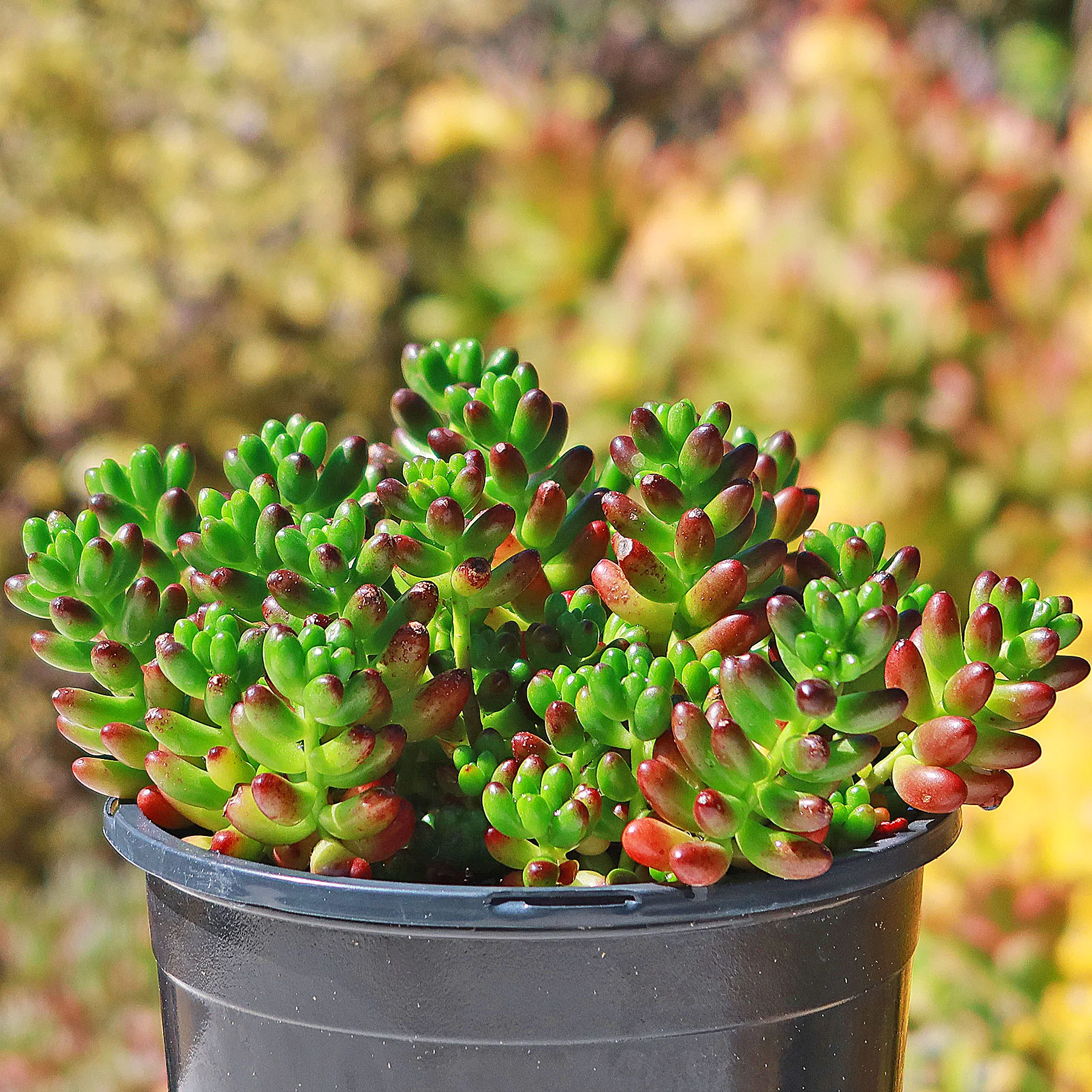 Jelly Bean Succulent 'Sedum rubrotinctum'