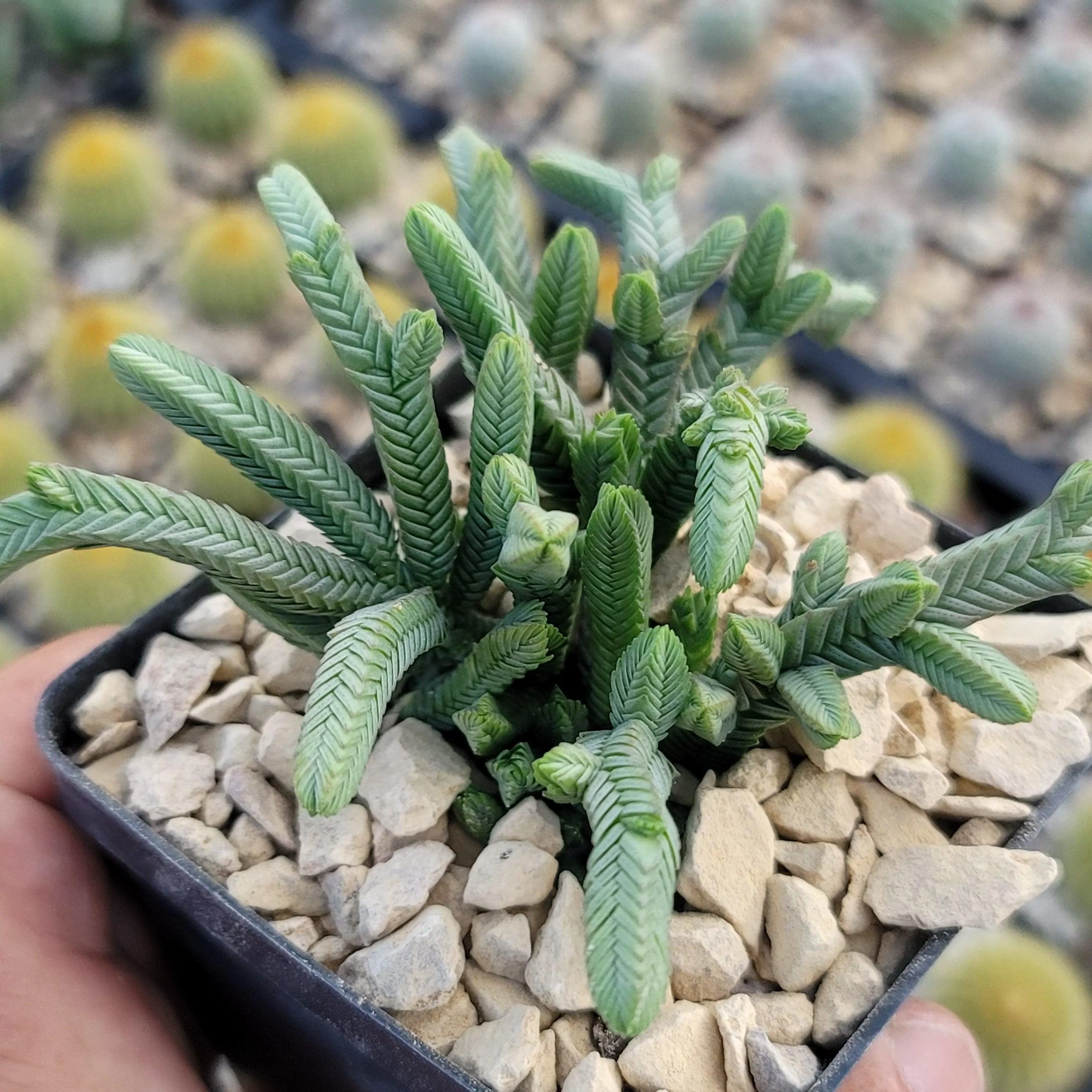 Pagoda Mini Jade ��Crassula pyramidalis��