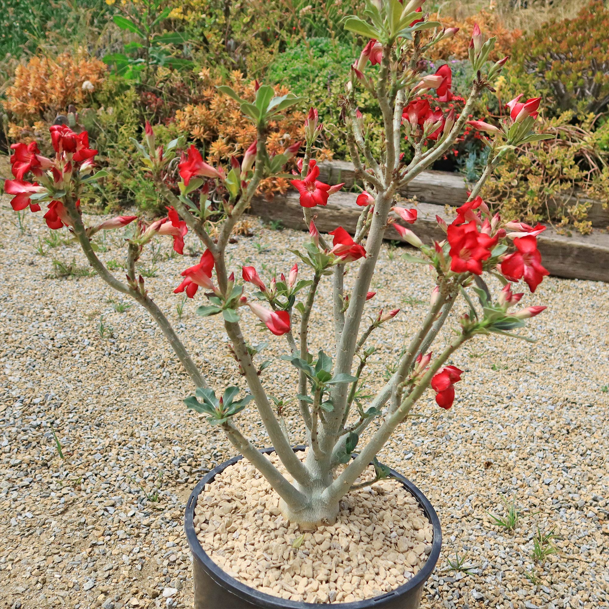 Desert Rose 'Adenium obesum'