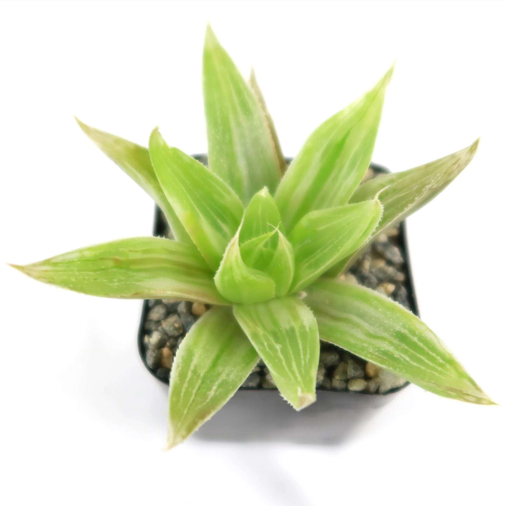 Haworthia  White Ghost