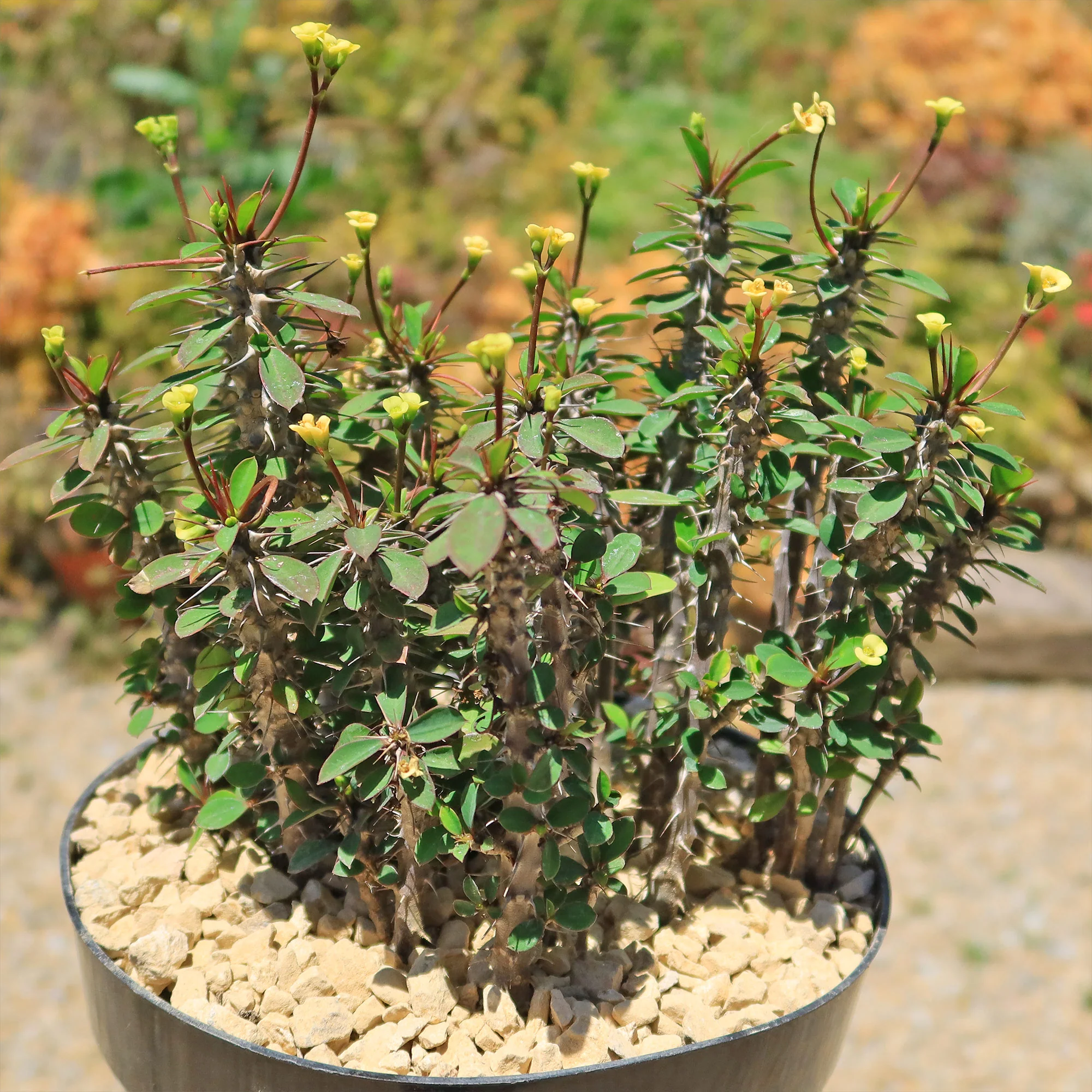 Euphorbia milii Yellow �C Crown of Thorns