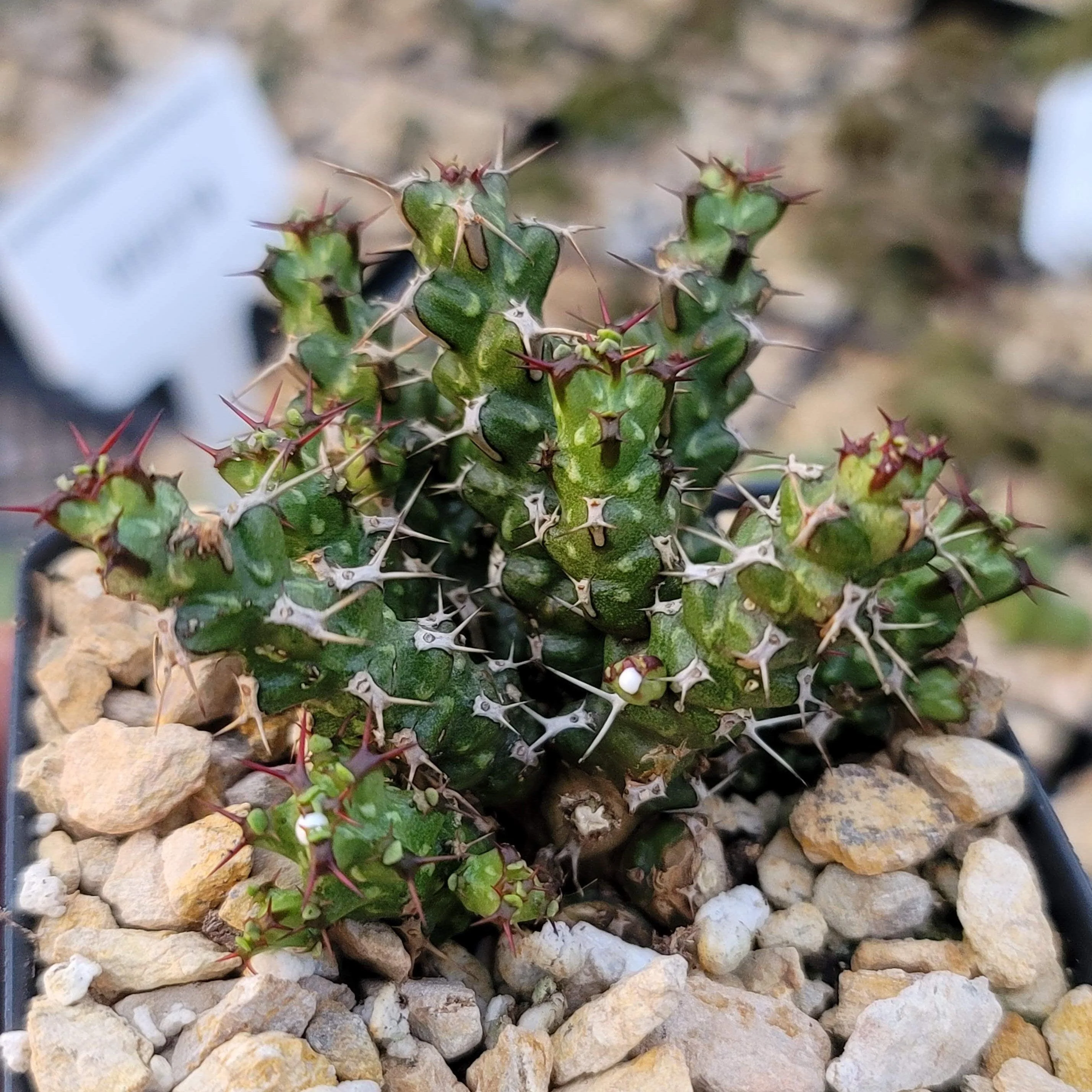 Euphorbia lenewtonii