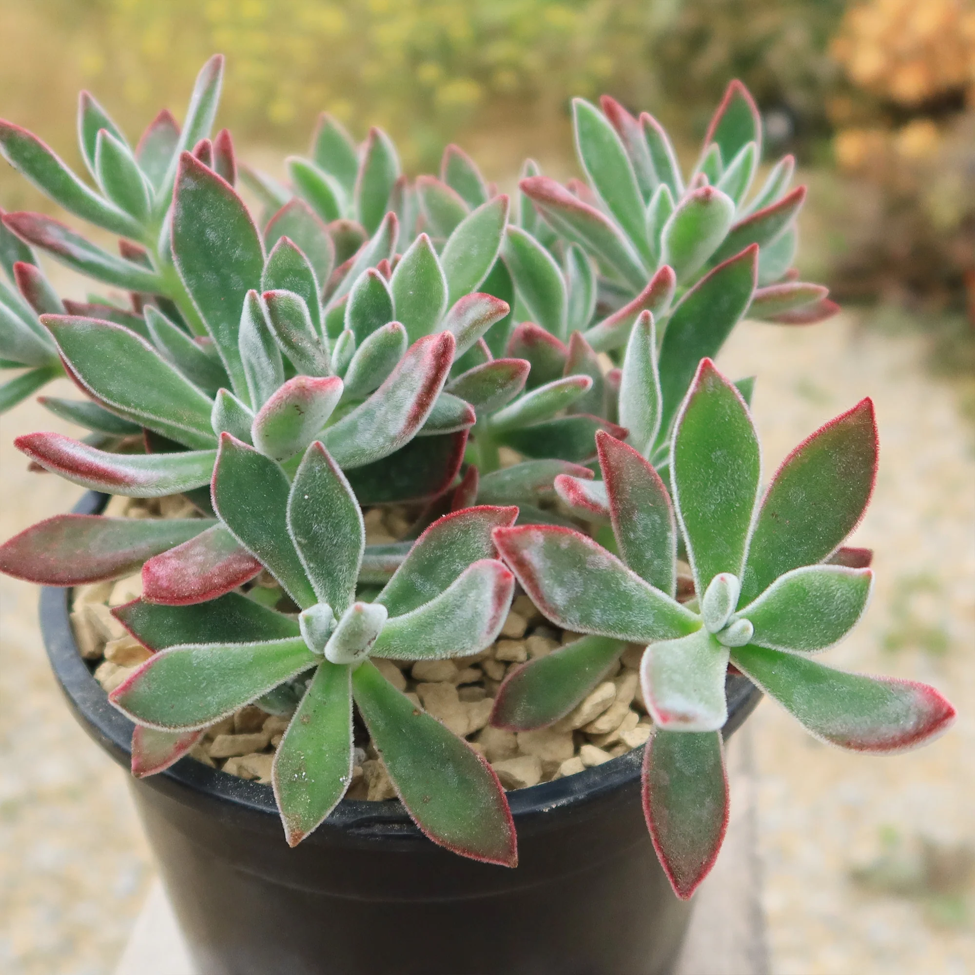 Ruby Slipper Succulent ��Echeveria harmsii��