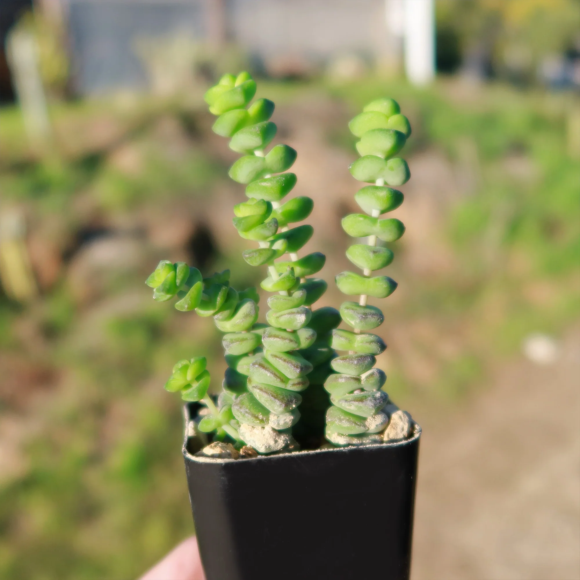 String of Buttons 'Crassula Perforata'