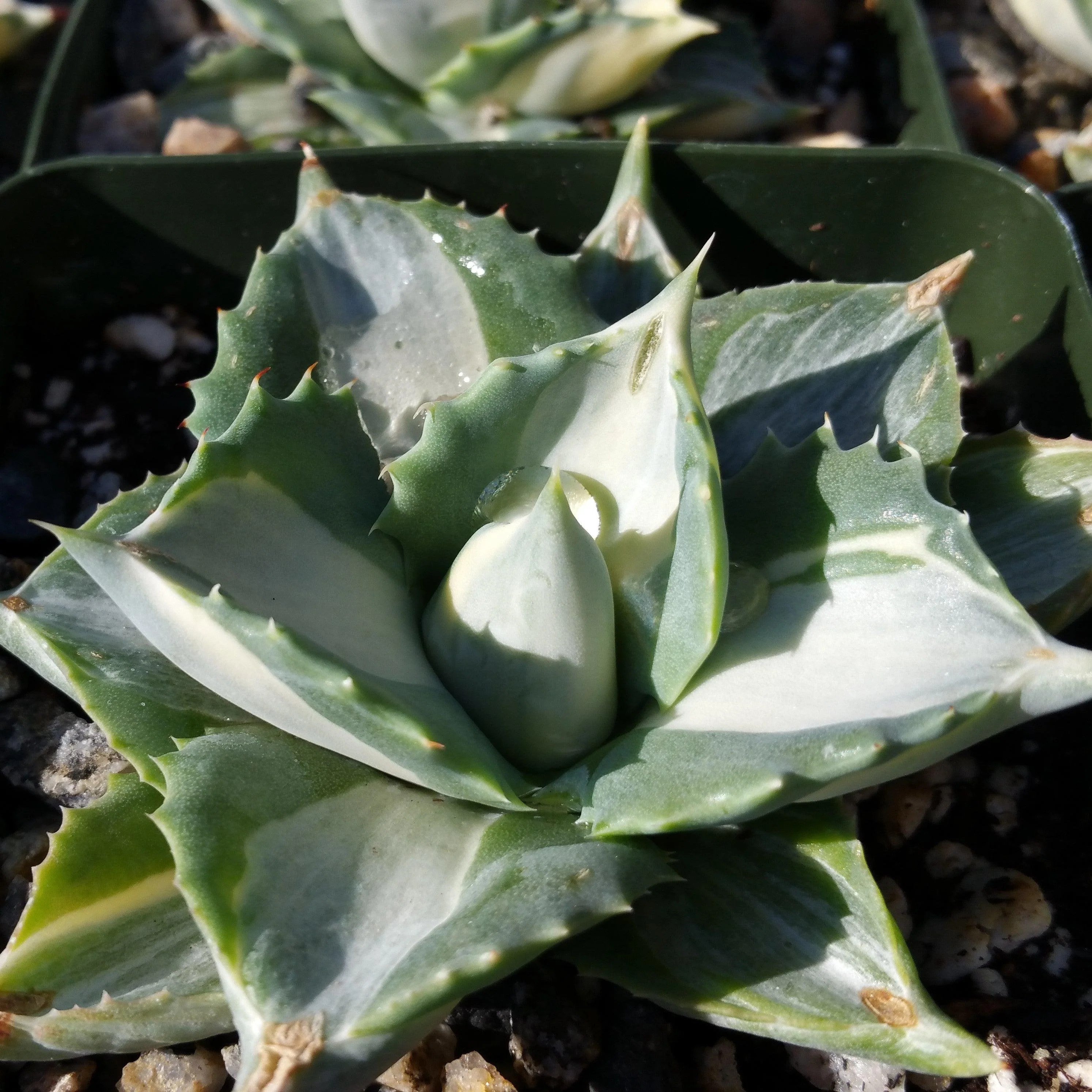 Variegated Dwarf Butterfly Agave - Agave isthmensis 'Ohi Raijin Shiro Nakafu'