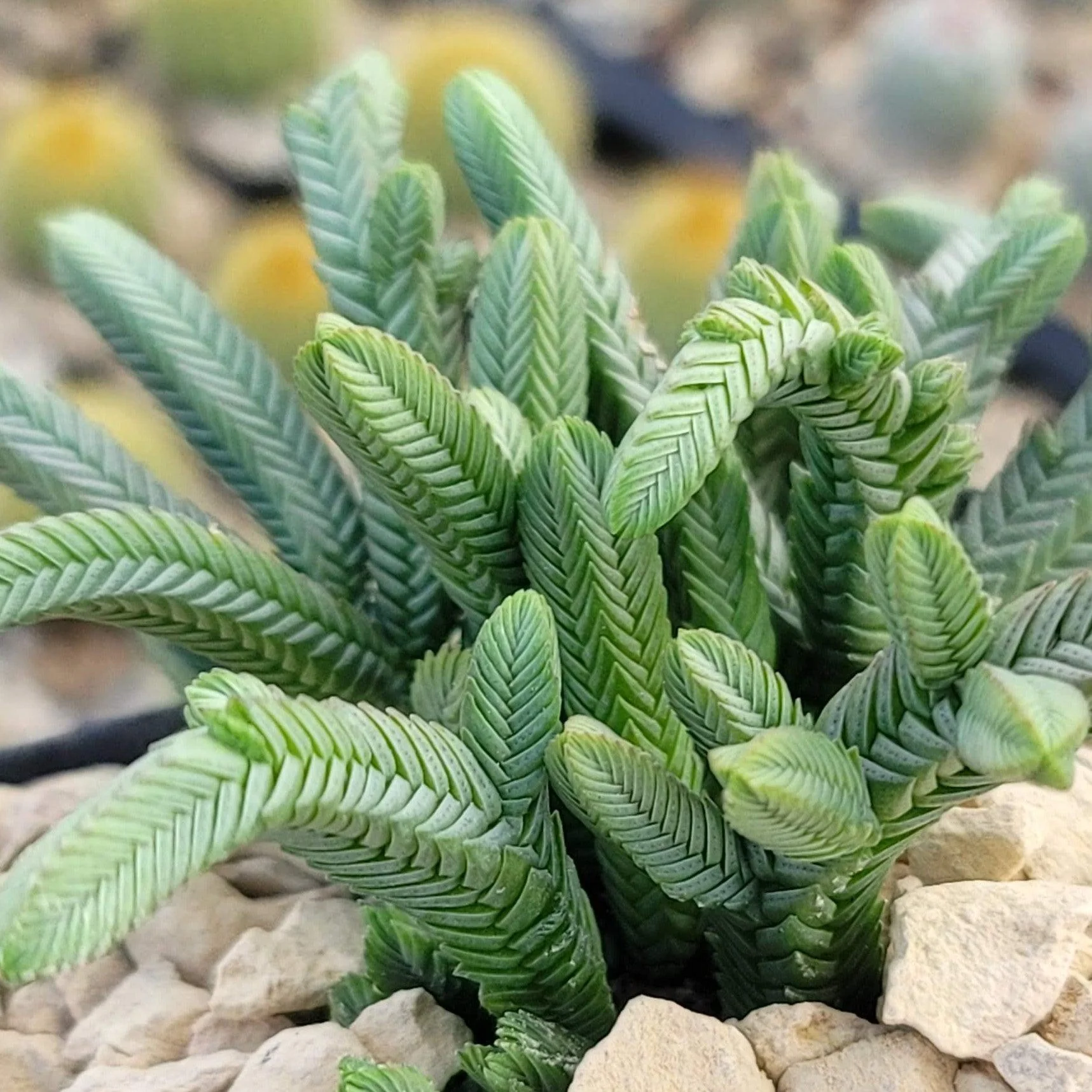 Pagoda Mini Jade ��Crassula pyramidalis��