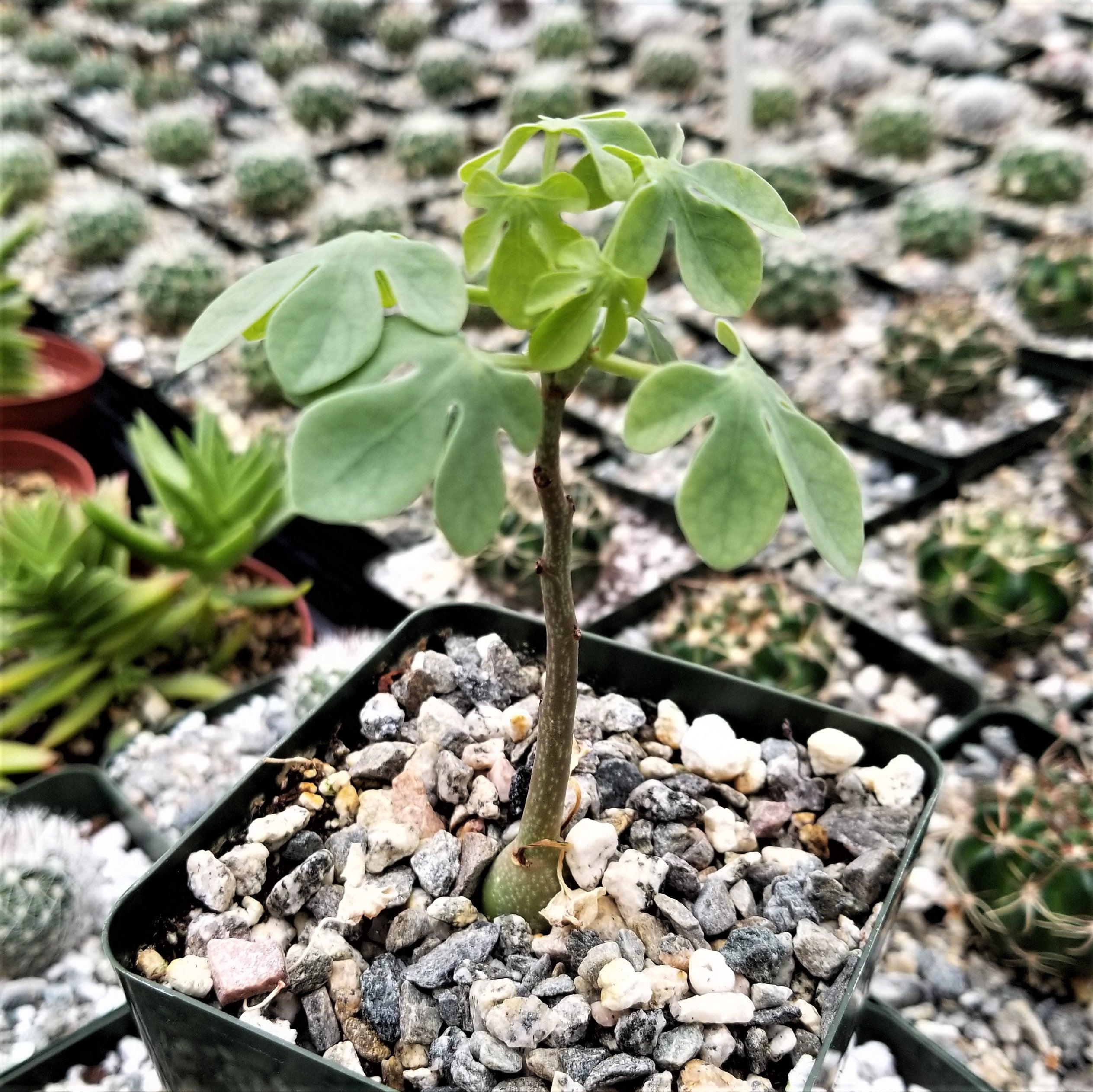 Adenia glauca