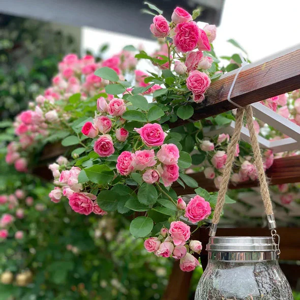 🌹 Ever-Bloom Climbing Roses Seeds | 🌸 Add Winter Elegance to Your Garden