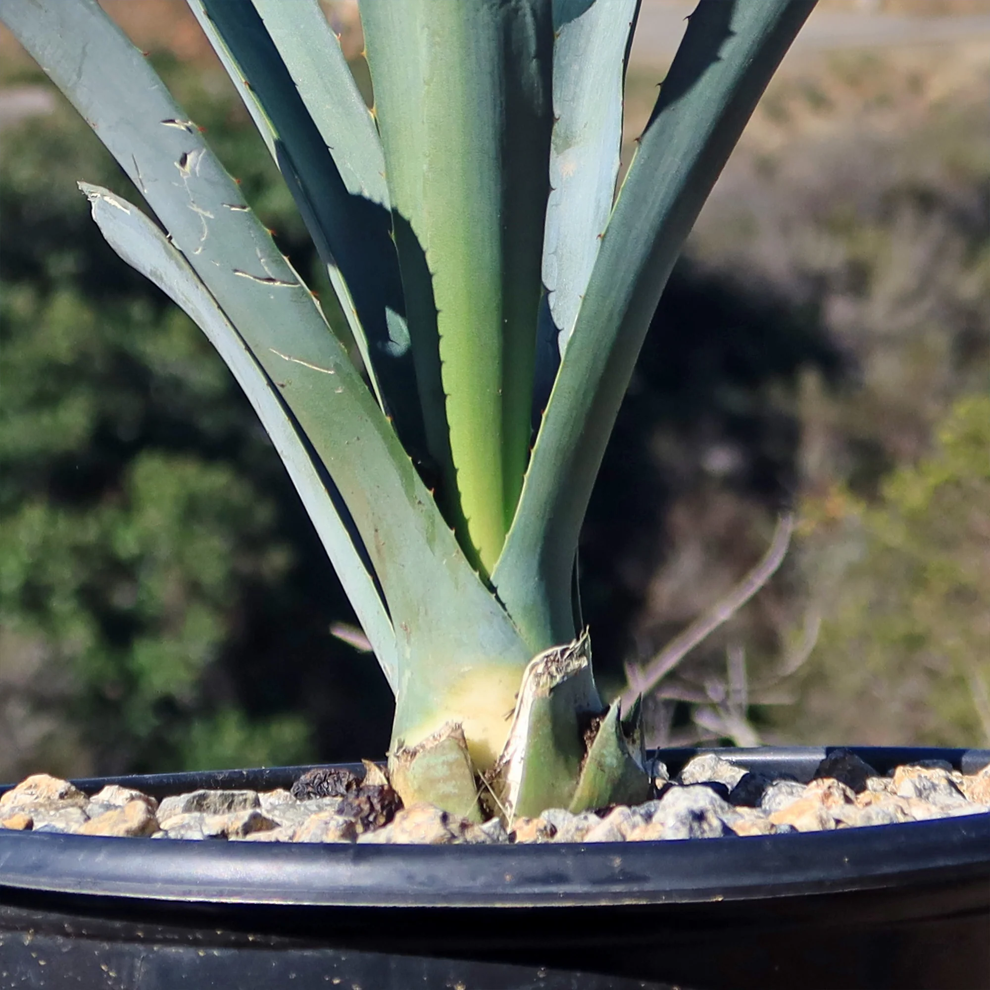 Blue agave - Agave Tequilana 'Tequila Plant'