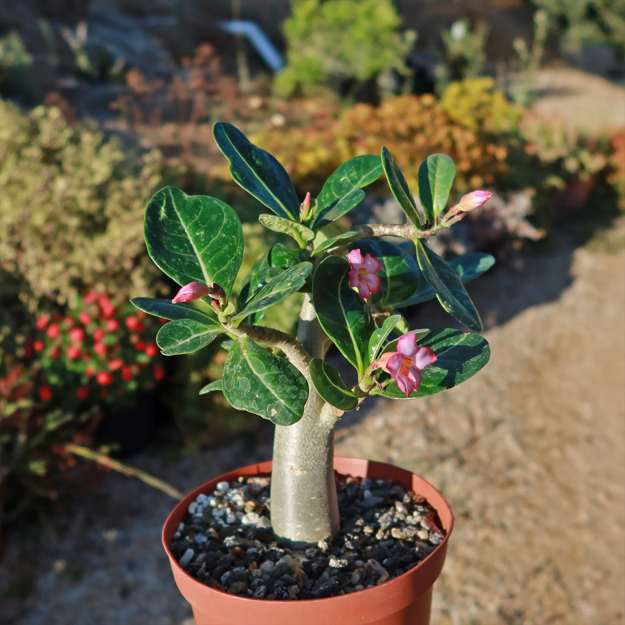 Desert Rose 'Adenium obesum'