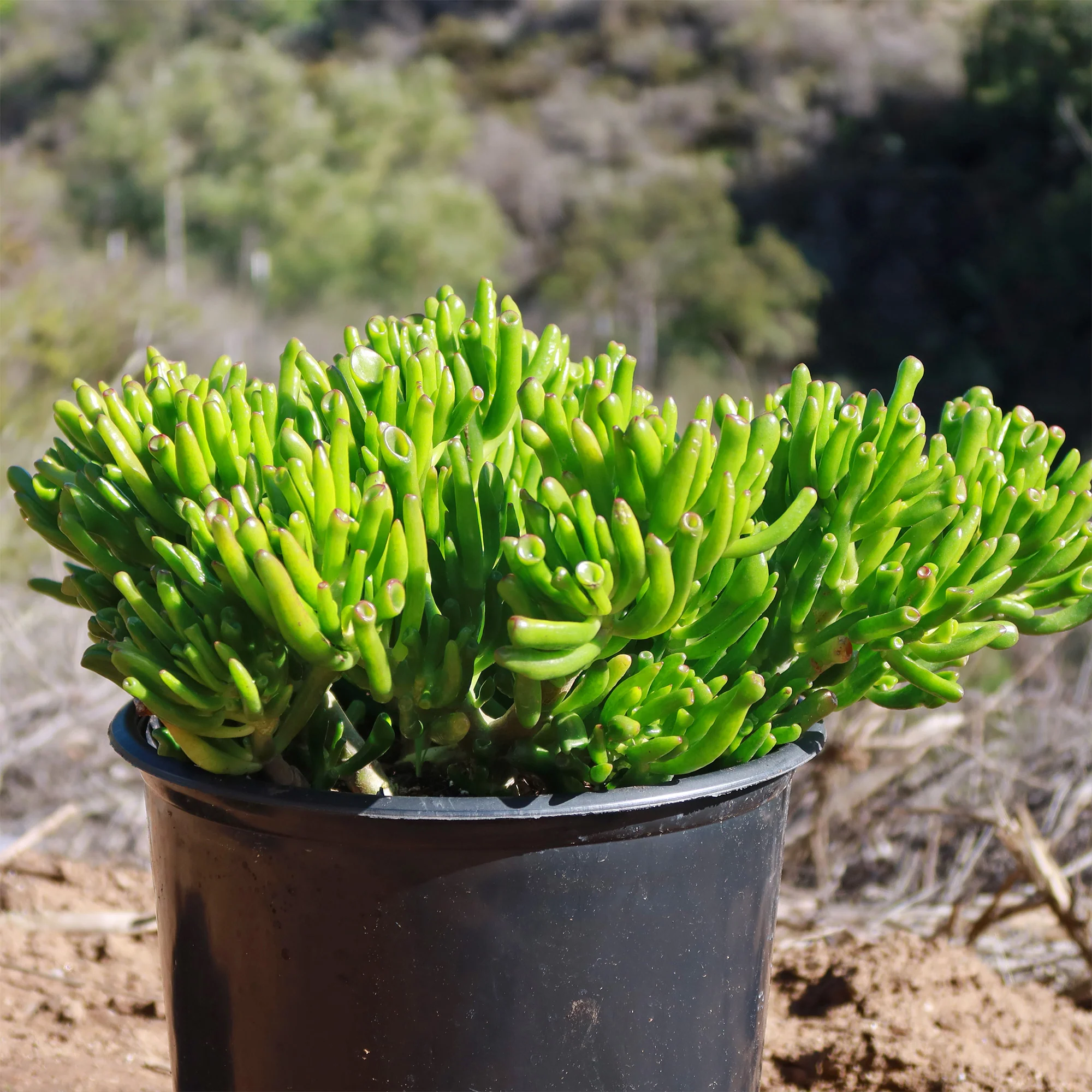 ET Fingers-Shrek Ears 'Crassula ovata Gollum Jade'