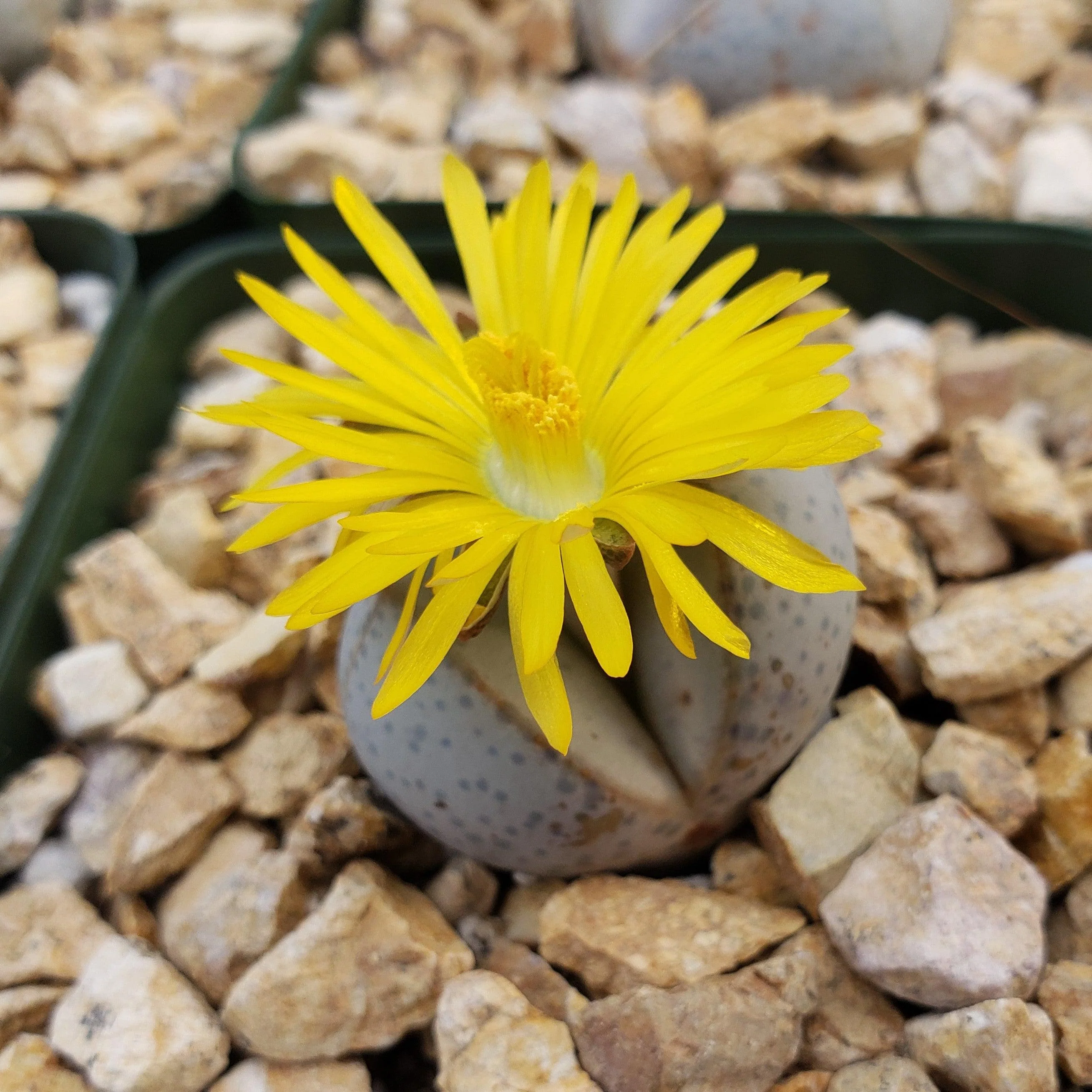 Dinteranthus wilmottianus