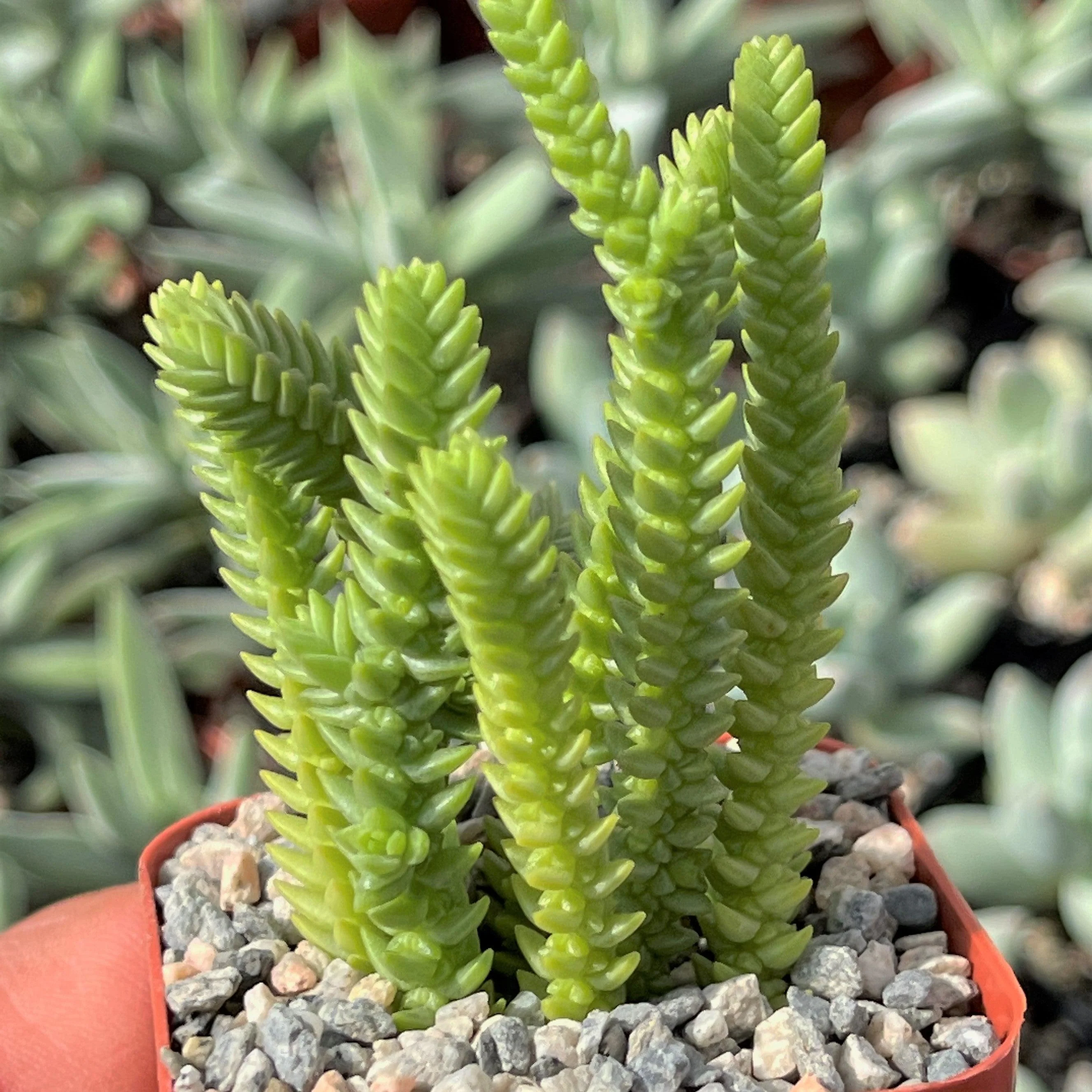 Watch Chain 'Crassula muscosa lycopodioides'