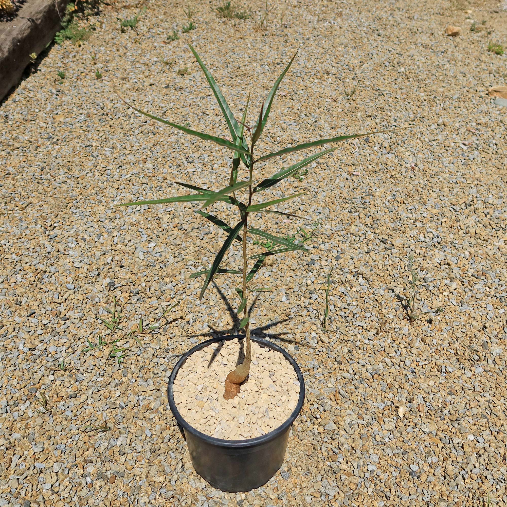 Queensland Bottle Tree 'Brachychiton rupestris'