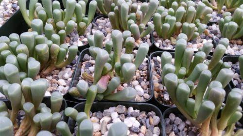 Baby Toes 'Fenestraria rhopalophylla'
