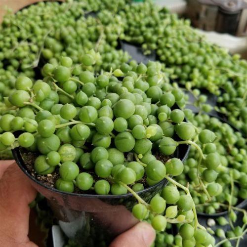 String of Pearls 'Senecio rowleyanus'
