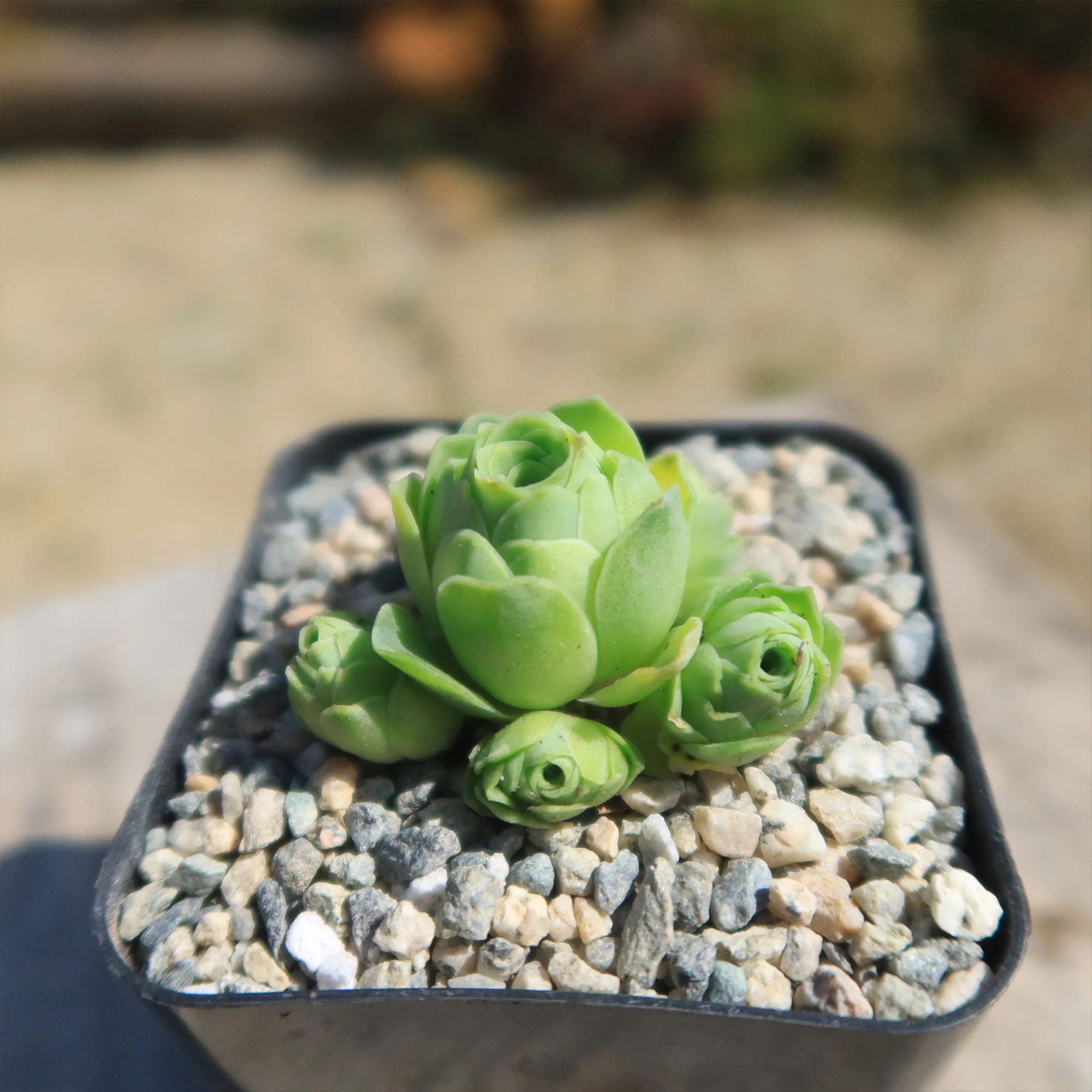 Mountain Rose Succulent ��Aeonium dodrantale�� (Greenovia dodrantalis)