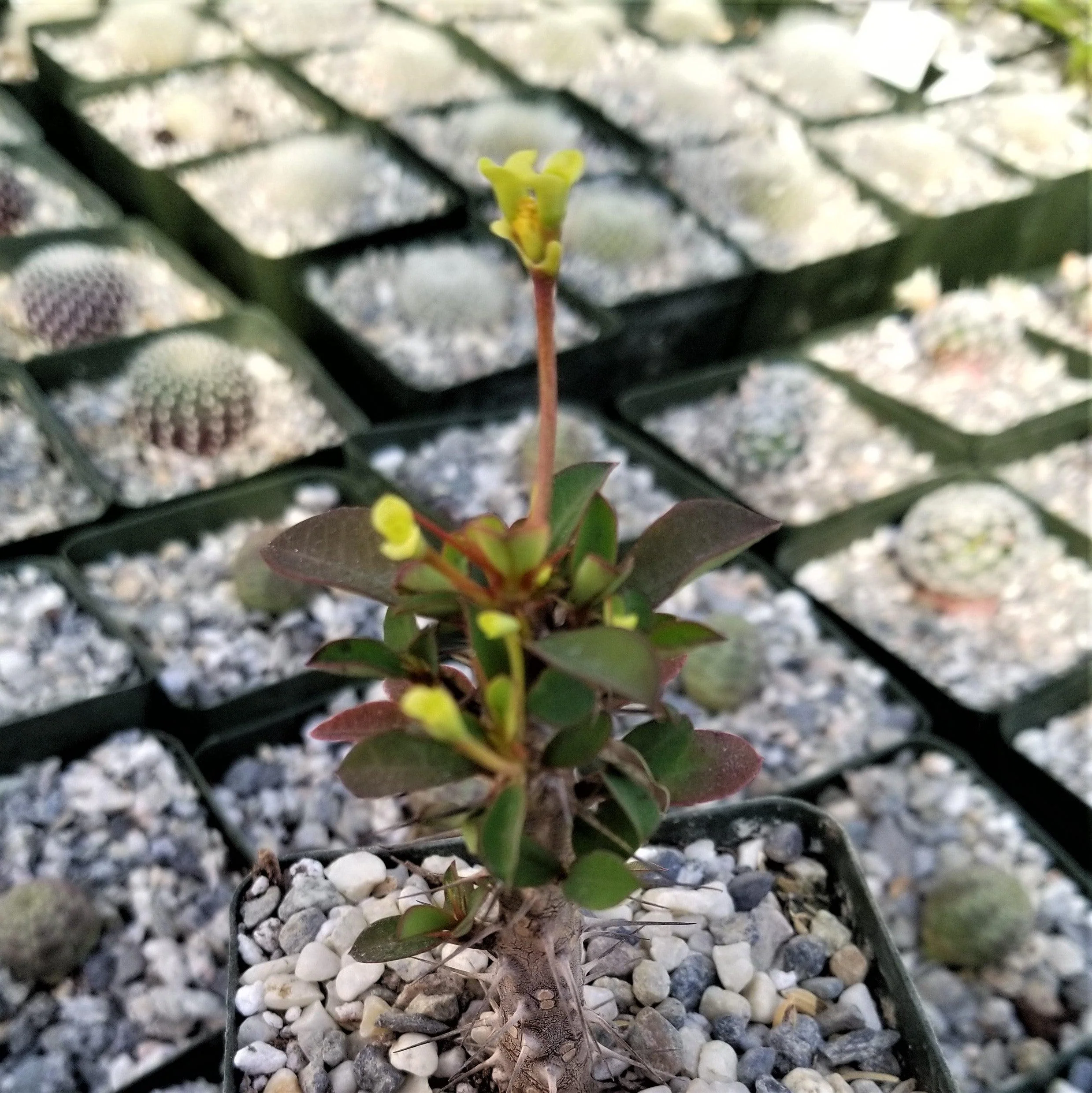Euphorbia milii Yellow �C Crown of Thorns